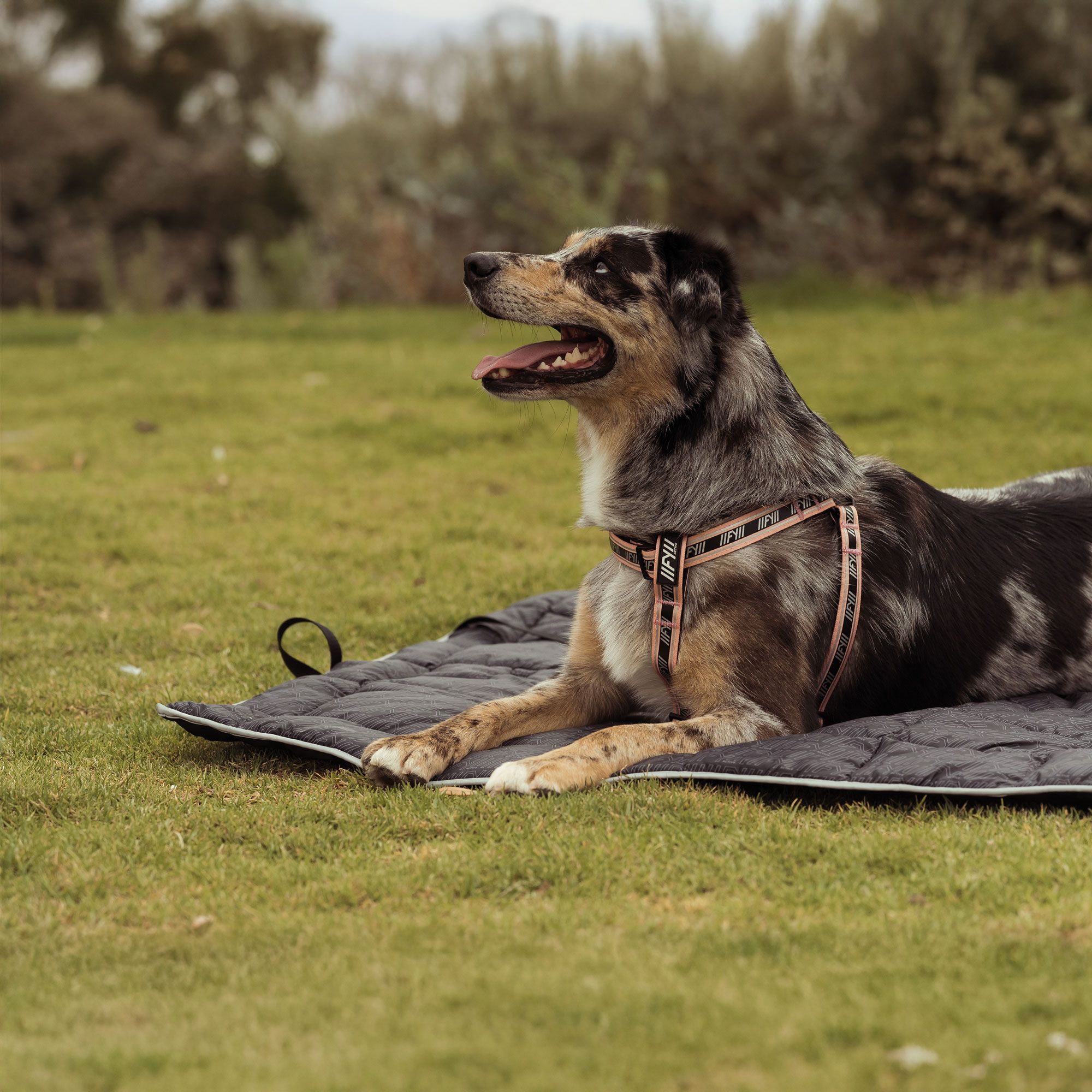 FuzzYard Active Roll-Up Hunde Reisematte