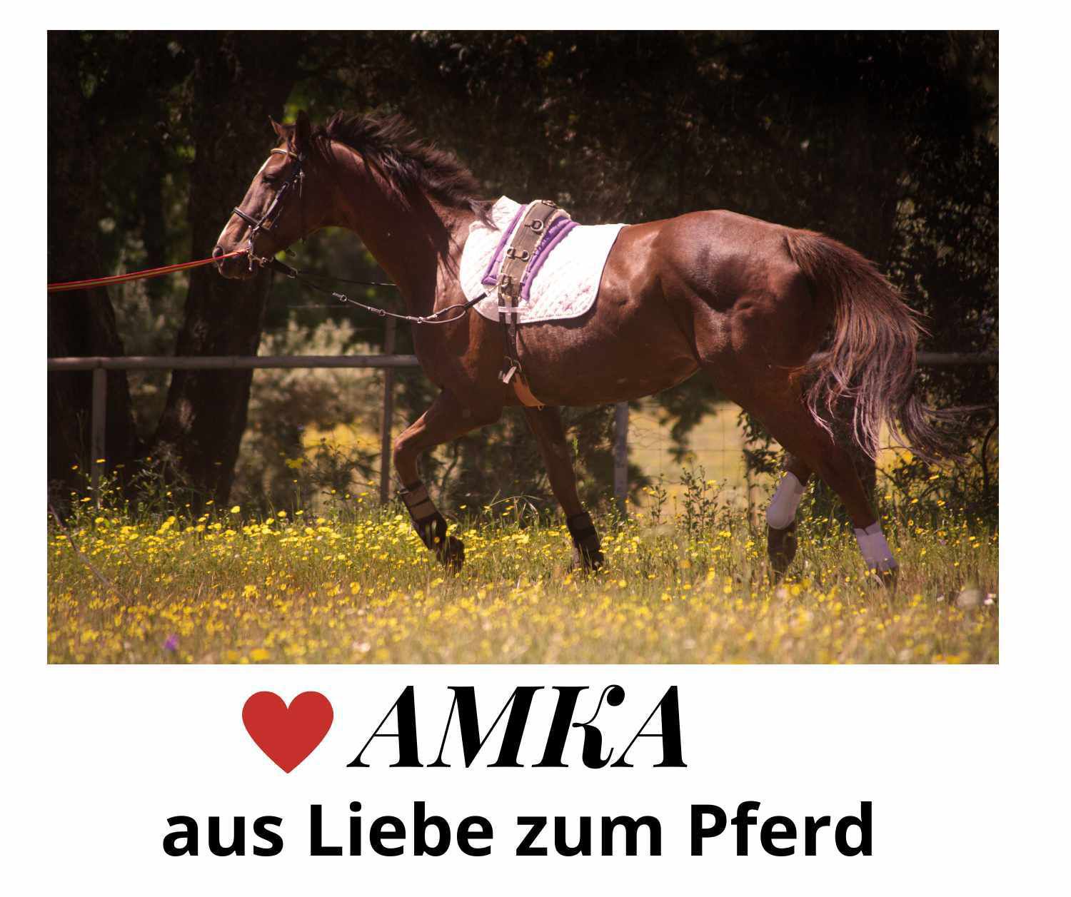 AMKA Reitkappzaum