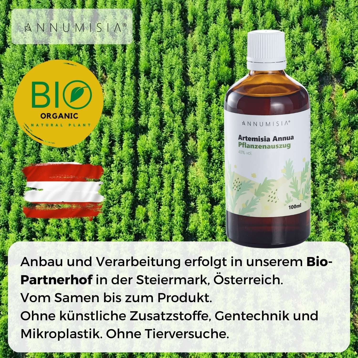 Artemisia annua Pflanzenauszug - Auswahl: 200 ml