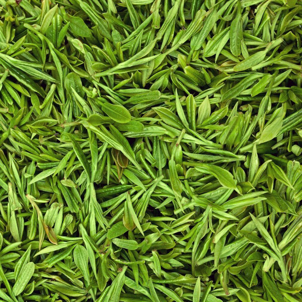 Nahaufnahme von grünen Blättern.