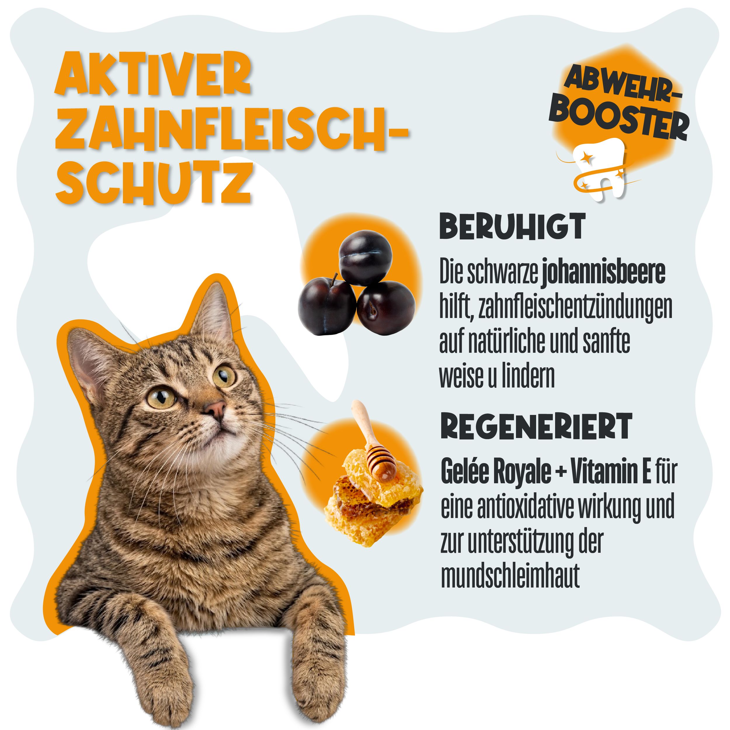 Katze blickt nach oben neben Johannisbeeren, Honigwabe und Text über Zahnfleischschutz.