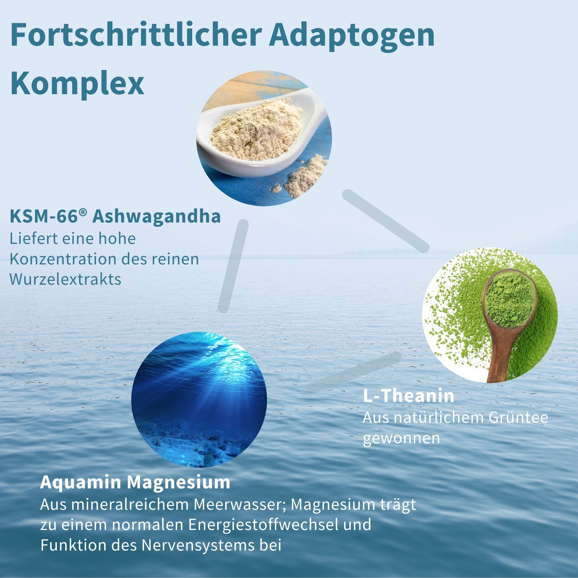 Infografik: KSM-66 Ashwagandha, L-Theanin aus grünem Tee, Aquamin Magnesium für Ruhe.