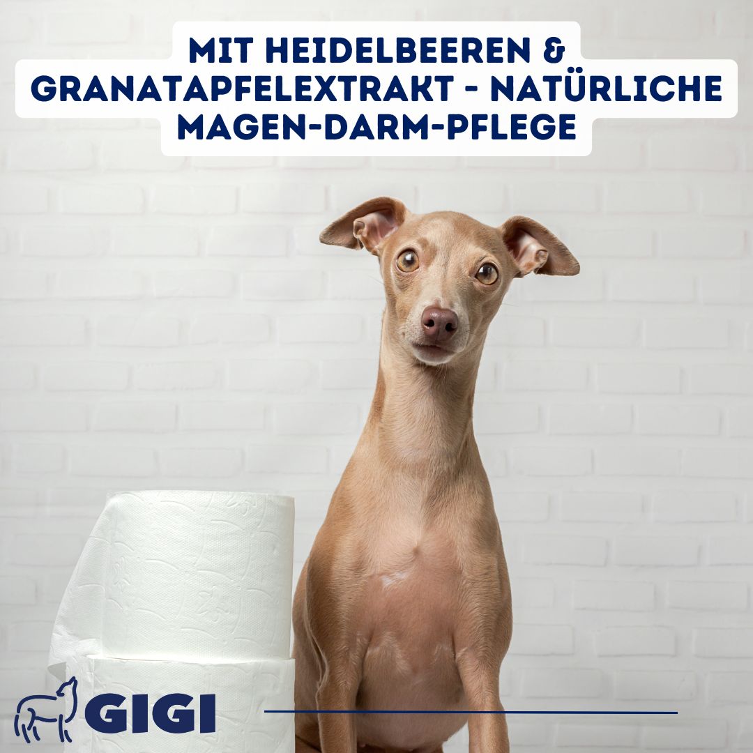 Hund vor weißer Wand mit Papierrollen. Text: 'Mit Heidelbeeren & Granatapfelextrakt - natürliche Magen-Darm-Pflege'.