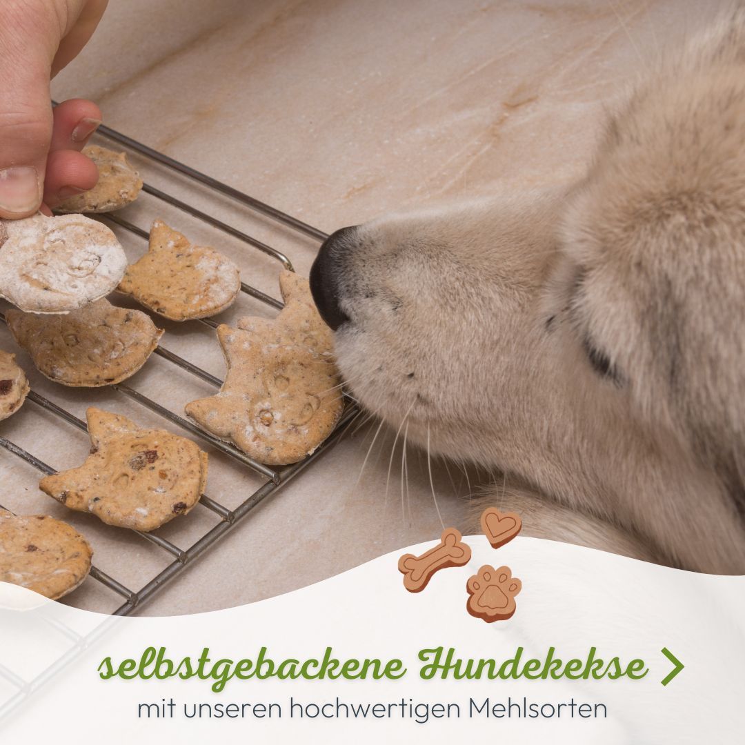 Ein Hund riecht an frisch gebackenen Hundekeksen auf einem Gitter.