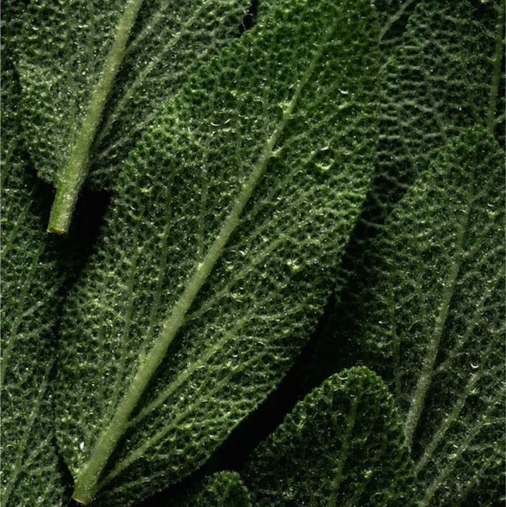 Zero Skin Kopfhautpeeling mit Rosmarin & Pfefferminze, tiefenreinigend und ausgleichend