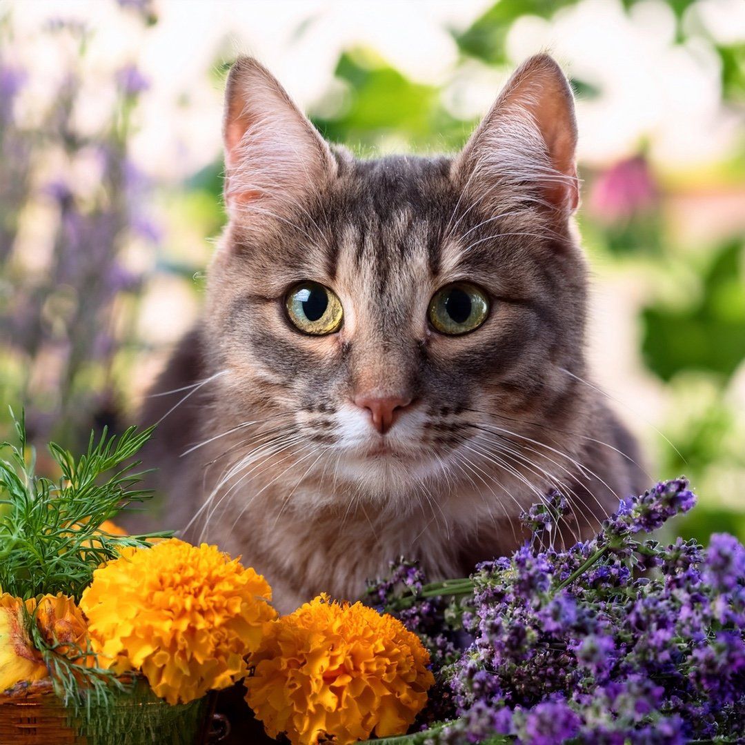 Katze mit grau-braunem Fell, umgeben von Blumen. Blick direkt in die Kamera.