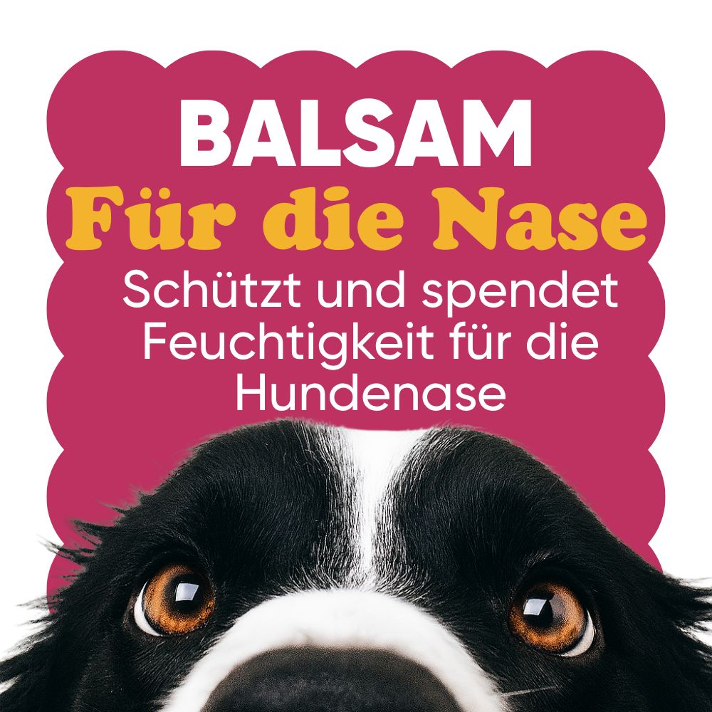 Ein Hund blickt nach oben, über ihm steht "Balsam für die Nase".