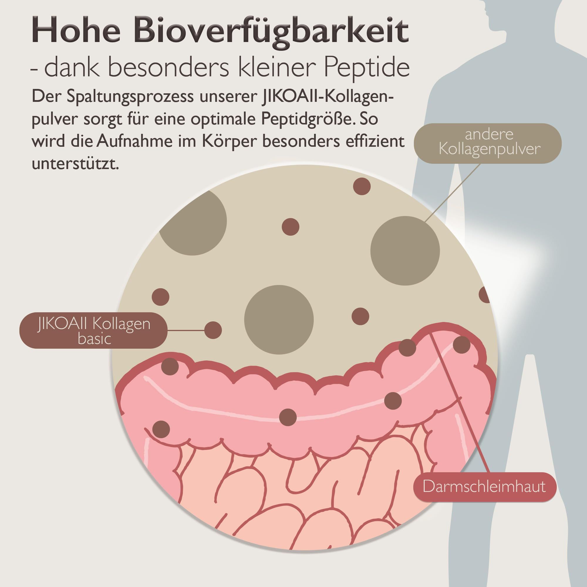 Diagramm des Verdauungstrakts. Text: Hohe Bioverfügbarkeit - dank besonders kleiner Peptide. JIKOAII Kollagen basic.