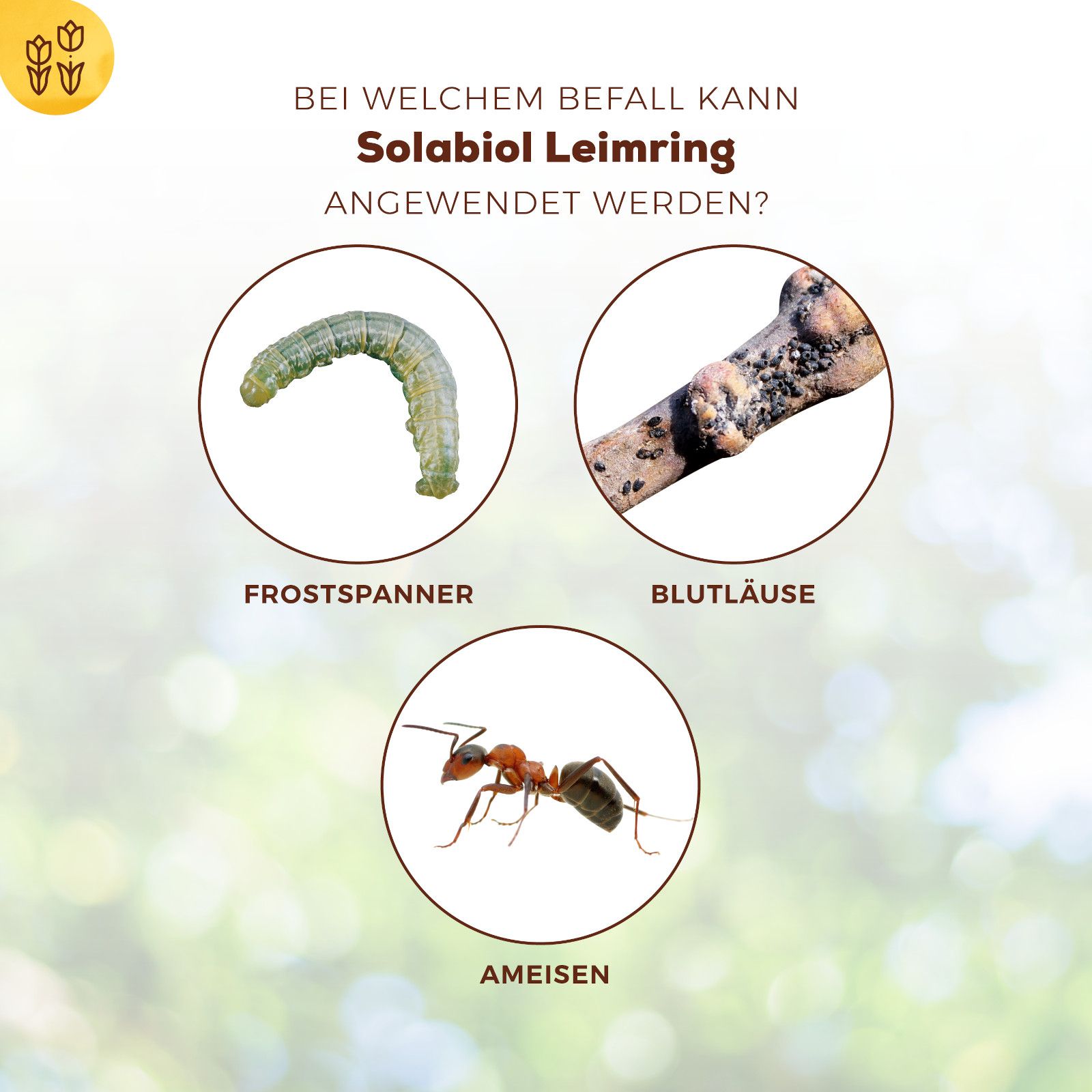 Kreisdiagramme zeigen Frostspanner, Blutläuse und Ameisen. Text: Solabiol Leimring kann angewendet werden.