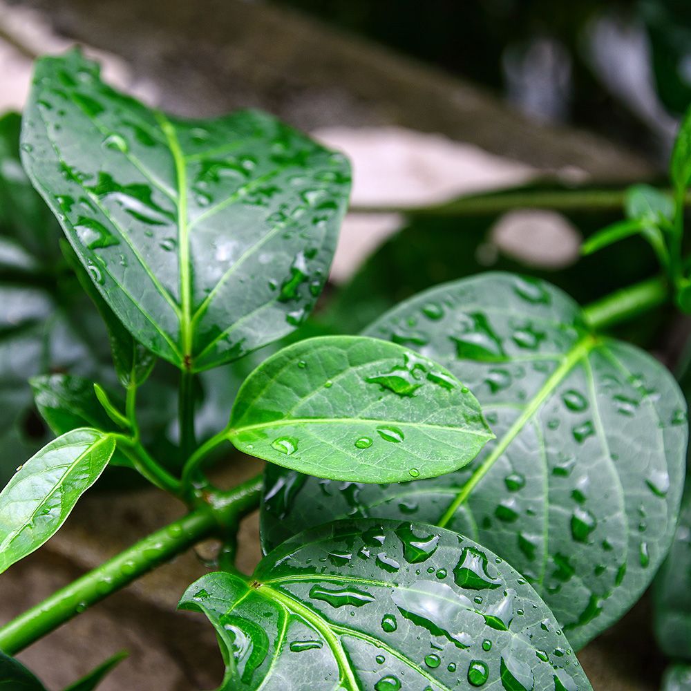 Nahaufnahme von grünen Blättern mit Wassertropfen. Die Blätter sind glänzend und haben eine deutliche Aderung.