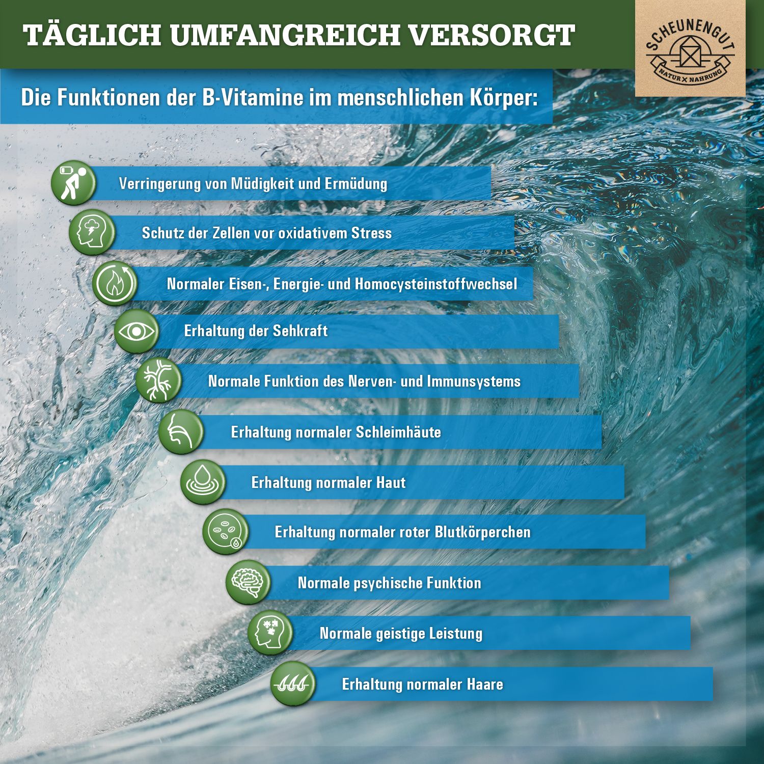Grafik mit Icons und Text über die Funktionen von B-Vitaminen im Körper. Scheunengut Logo oben rechts.