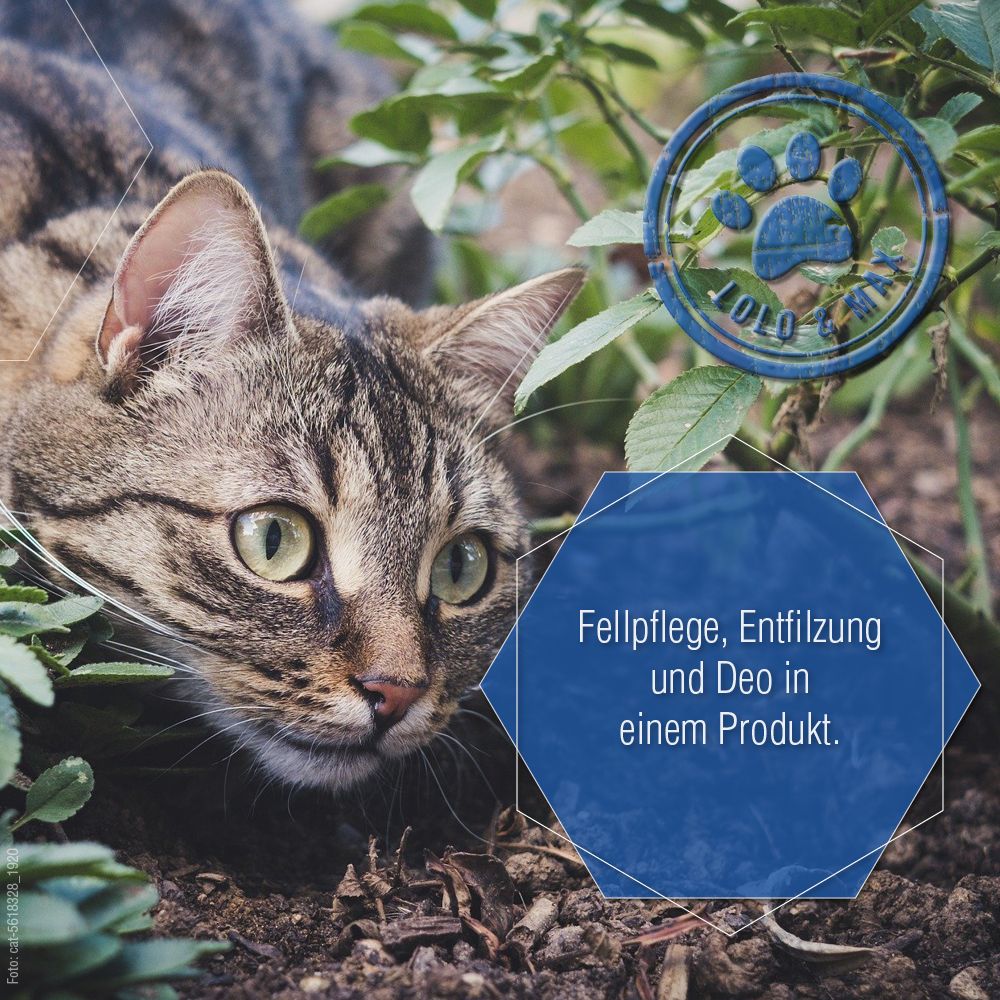 Katze im Gebüsch. Logo: Pfote, Lolo & Max. Text: Fellpflege, Entfilzung und Deo in einem Produkt.