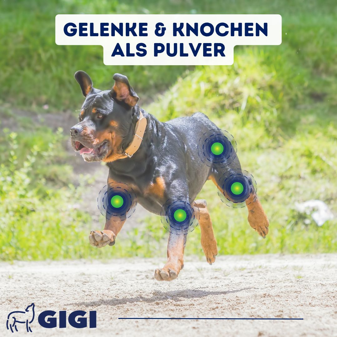 GIGI VET Hunde Gelenke & Knochen Pulver