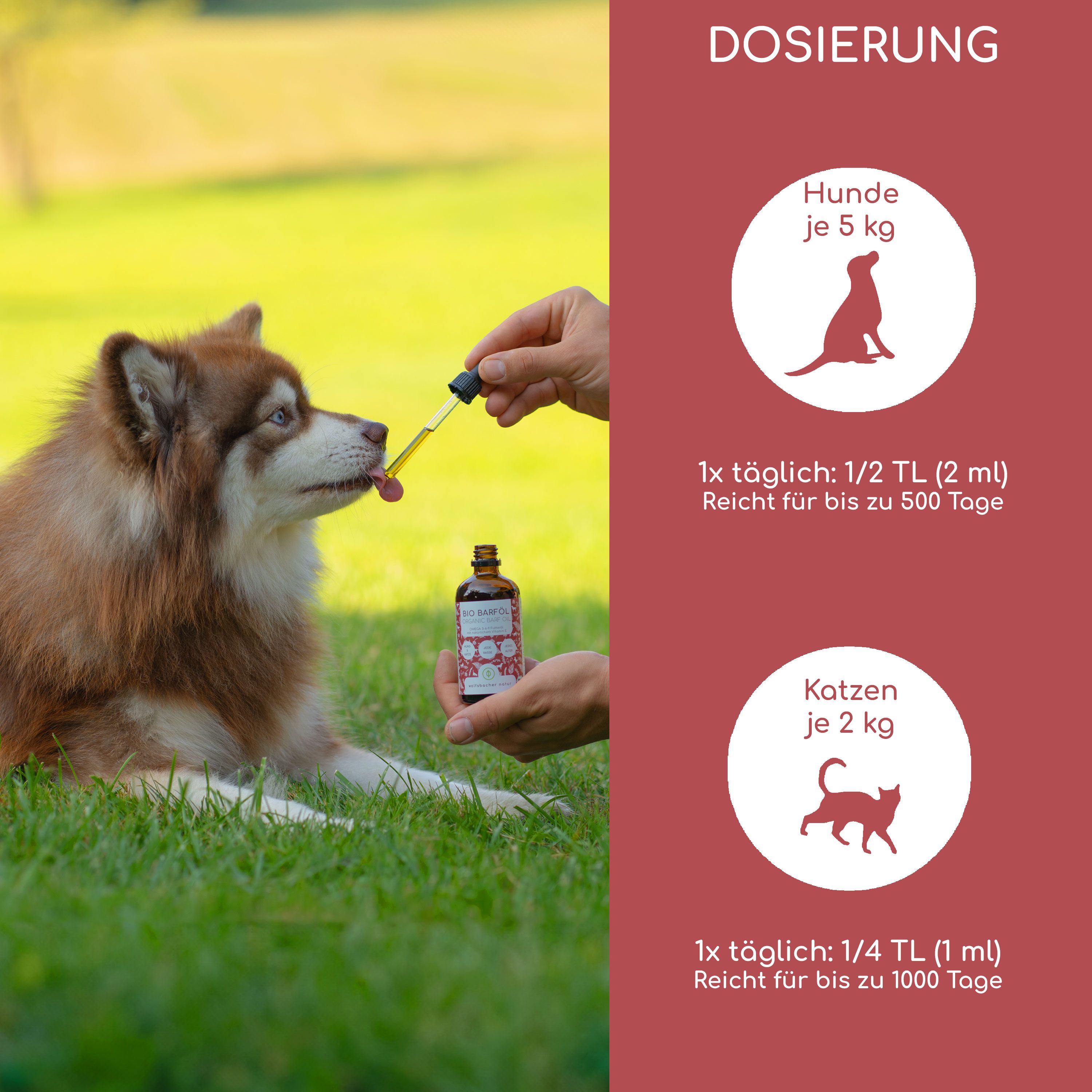 Hund bekommt Öl mit Pipette. Dosierung: Hunde 5 kg, 1/2 TL täglich. Katzen 2 kg, 1/4 TL täglich. Hintergrund rot.