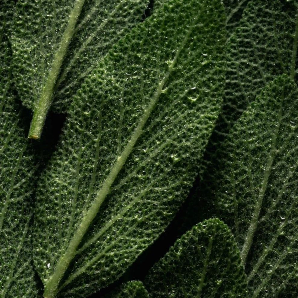 Zero Skin Reinigung für Hände & Körper Pfefferminz Zedernholz, hydratisierend und pflegend