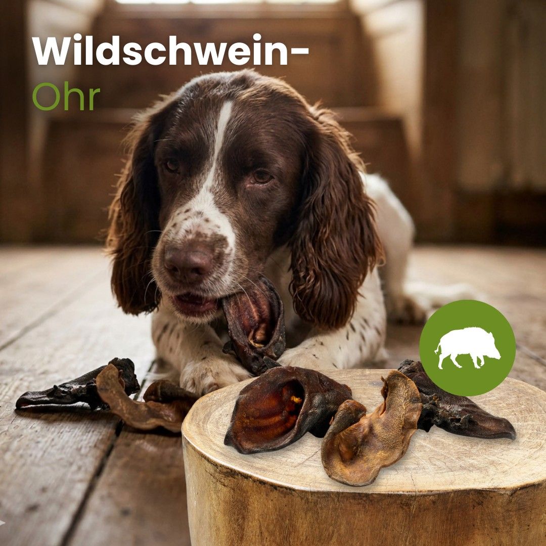 Ein Hund kaut auf einem Wildschweinohr. Mehrere getrocknete Ohren liegen auf einem Holzstamm.