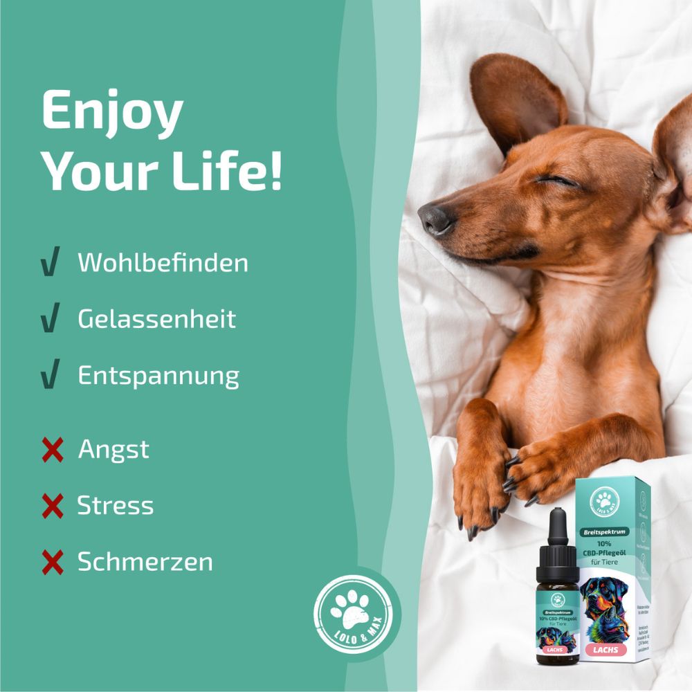 Ein Dackel schläft entspannt in einem Bett. Daneben stehen eine CBD-Ölflasche und eine Verpackungsbox für Hunde.