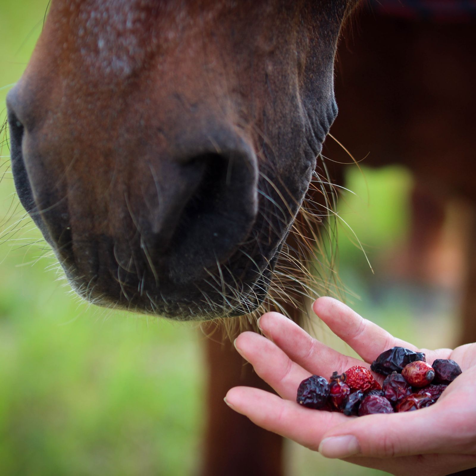 Nahaufnahme einer Hand mit Hagebutten, die einem Pferd angeboten werden. Pferd im Hintergrund. Grüne Wiese.