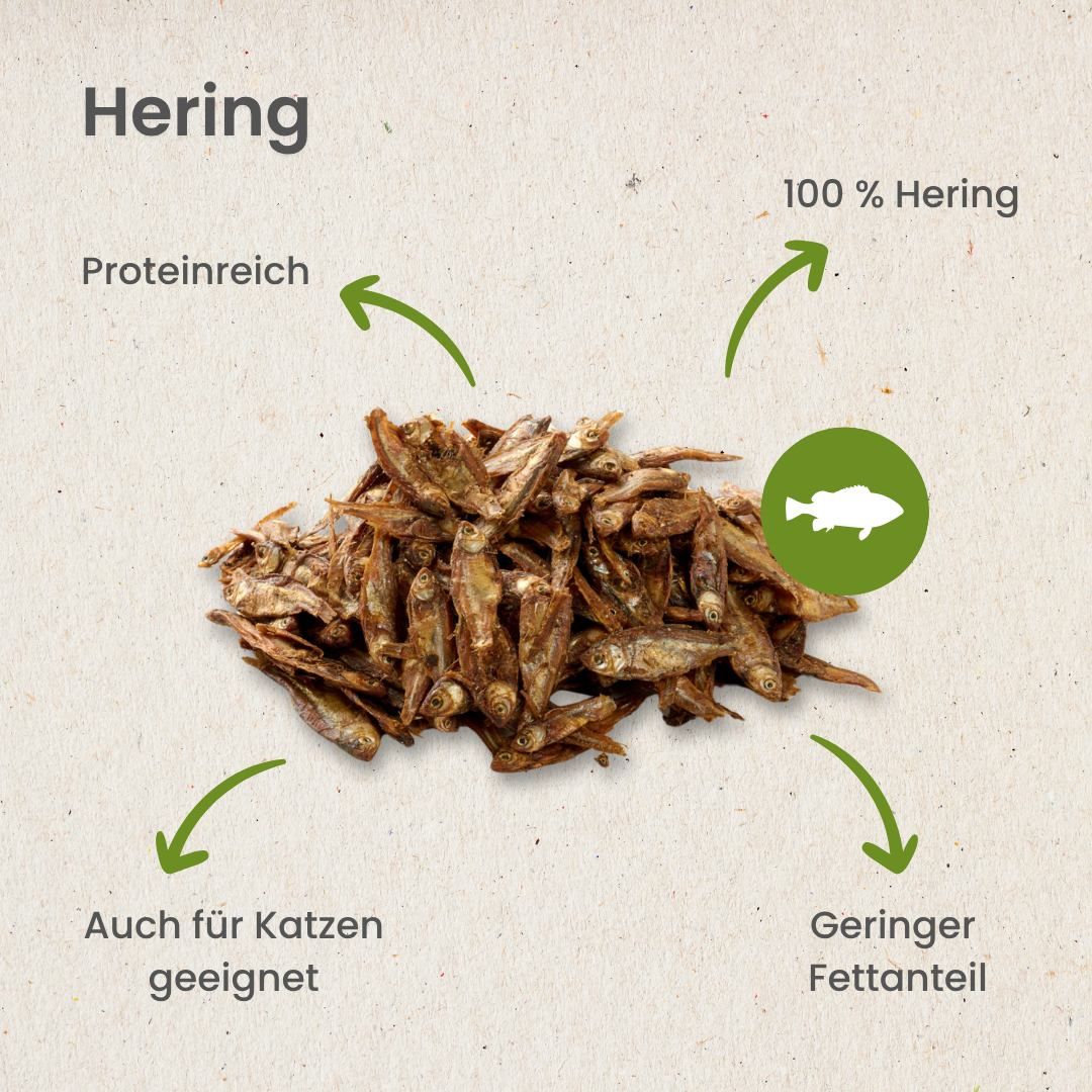 Getrocknete Heringe, als Leckerli für Haustiere.