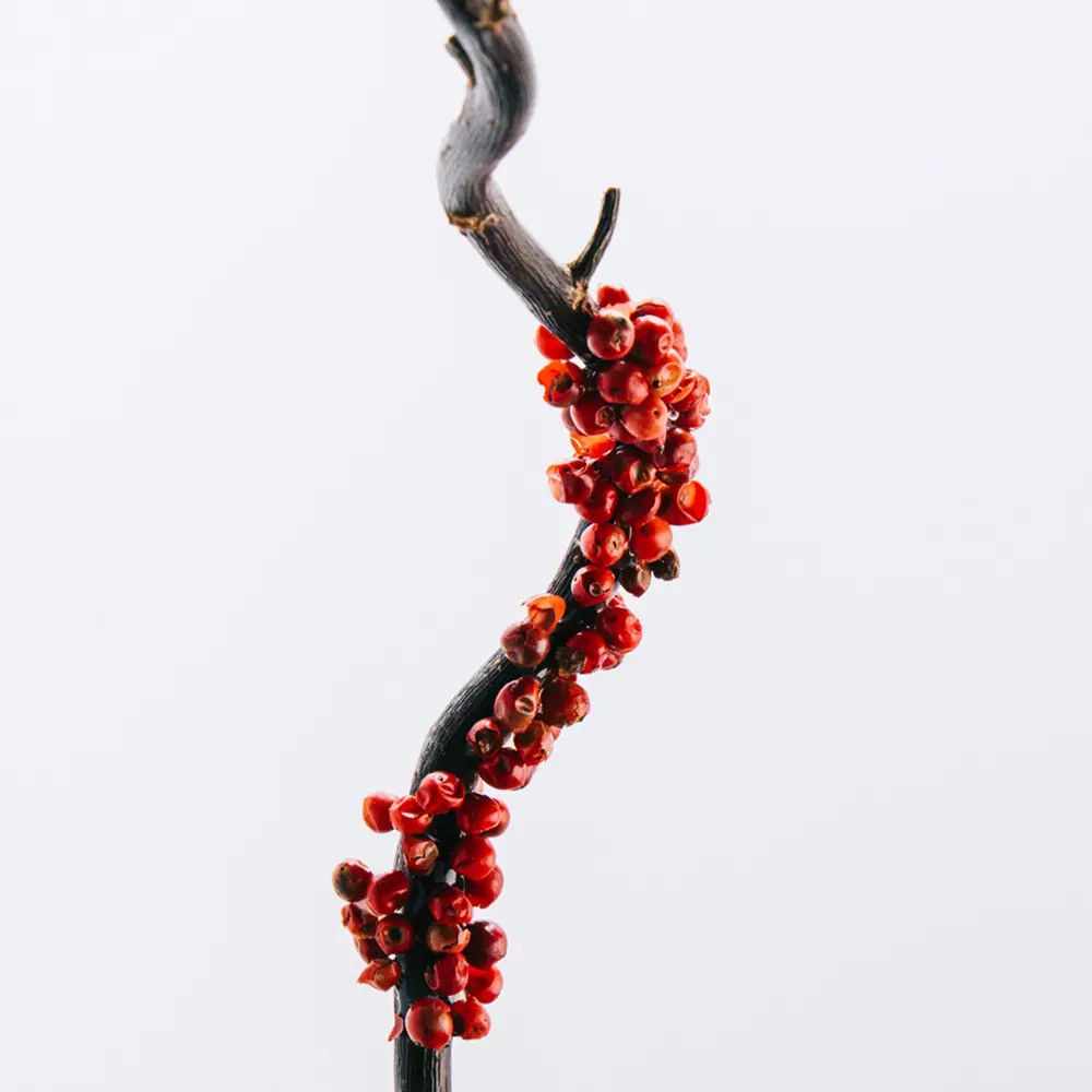 Zweig mit roten Beeren. Dunkelbrauner Zweig mit vielen kleinen, roten Beeren. Hintergrund ist weiß.