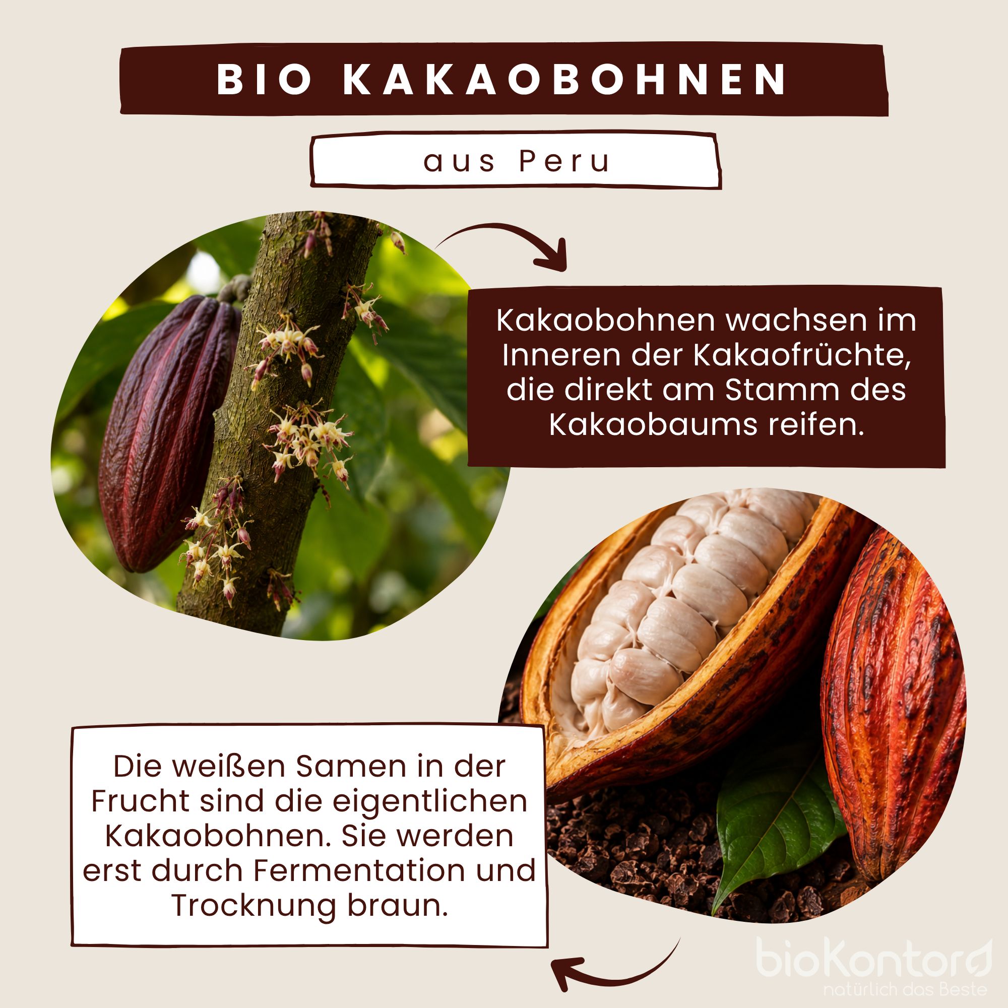 Bio Kakaobohnen aus Peru: Wachstum in der Frucht, Fermentation und Trocknung.