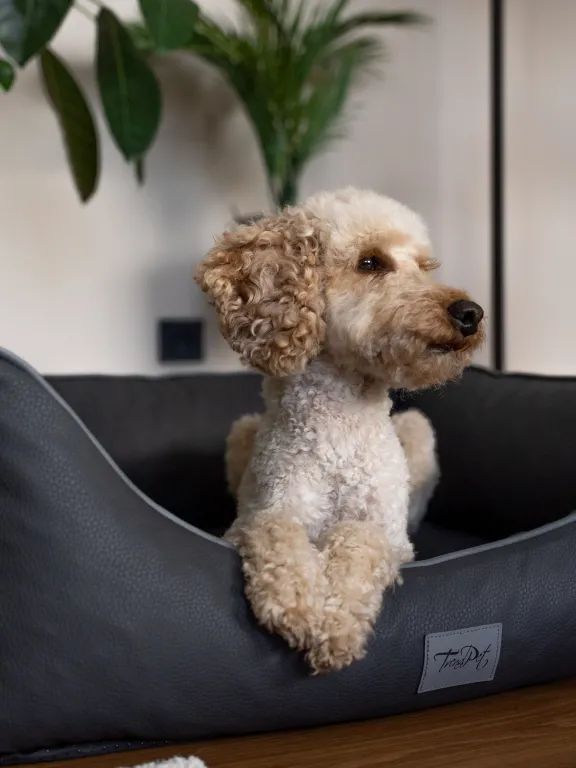 Graues Kunstlederbett für Hunde. Ein Hund sitzt im Bett. Hintergrund: Wohnzimmer.