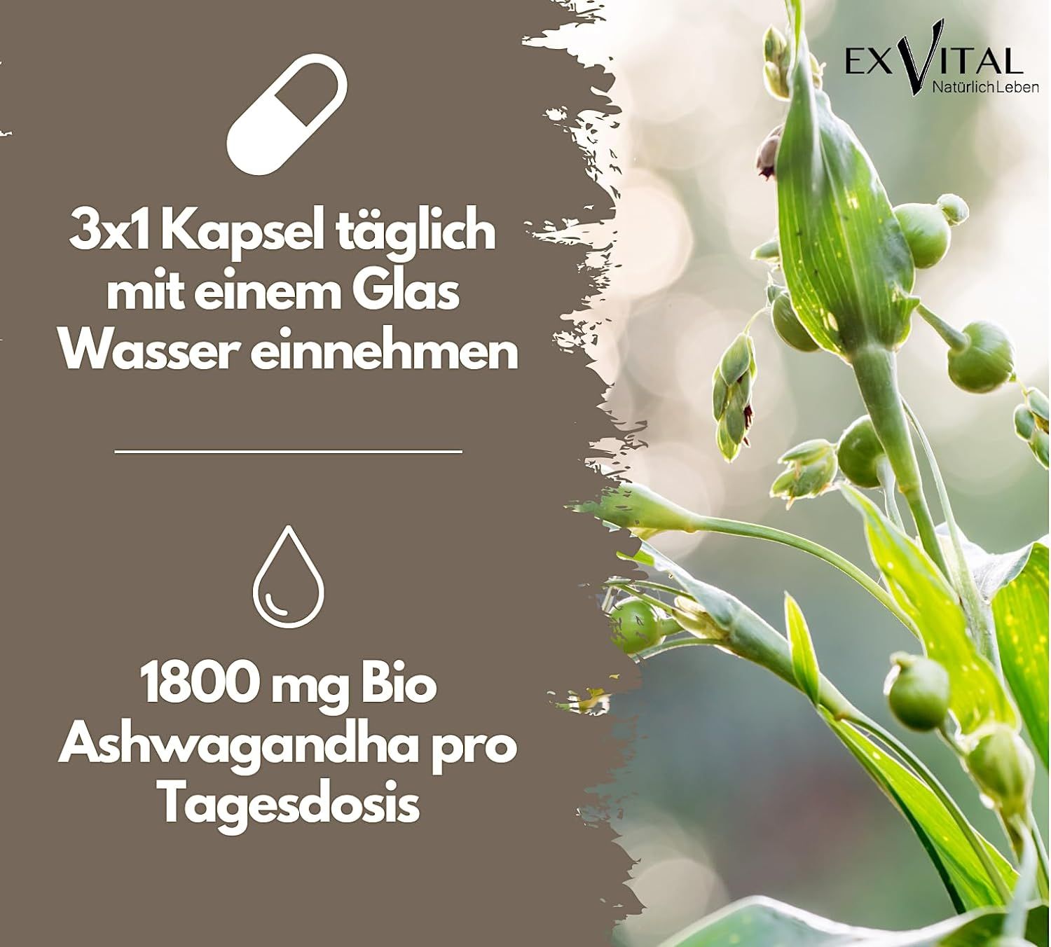 EXVital® Bio Ashwagandha (Schlafbeere) hochdosiert und vegan 131 mg Kapseln