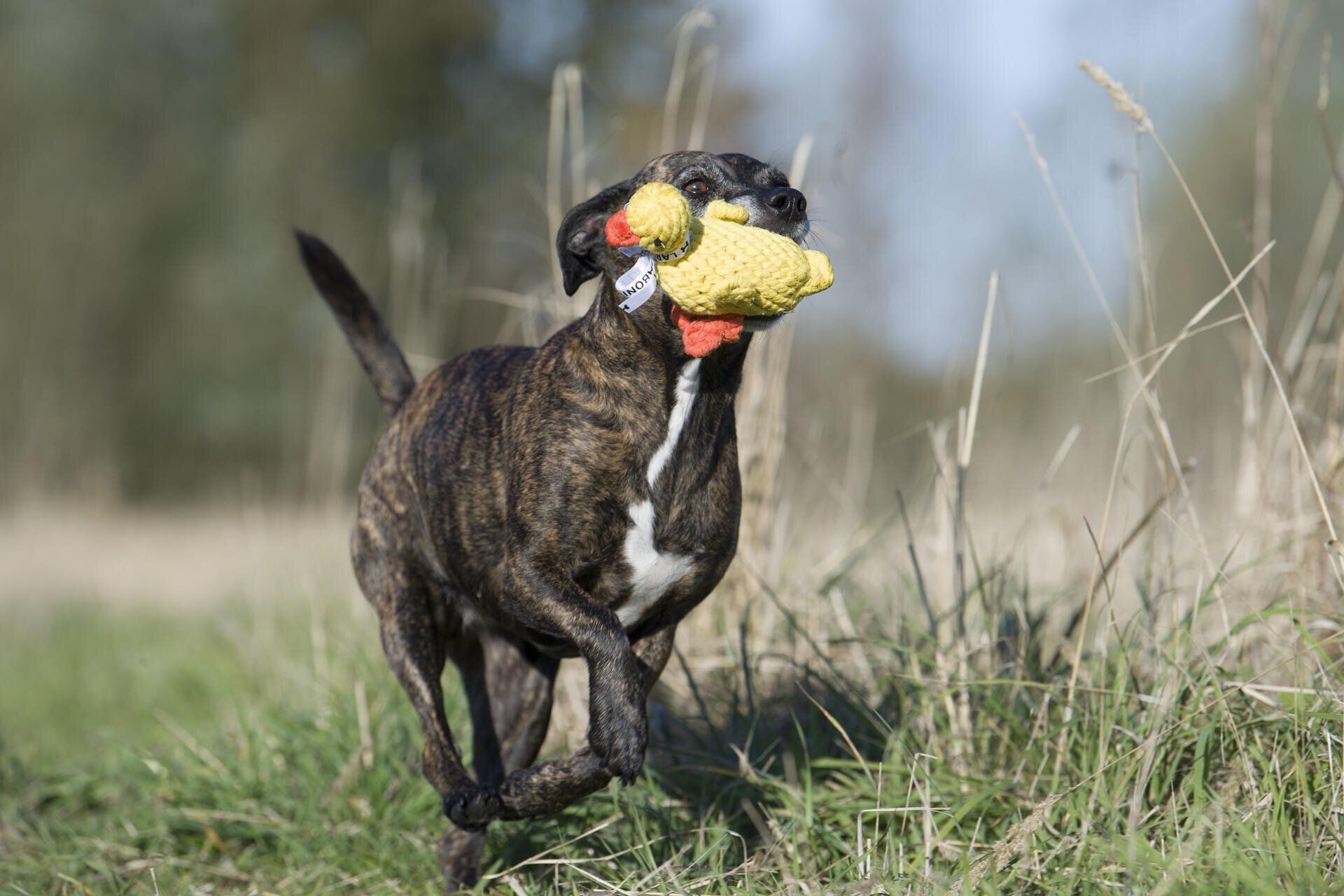 Hundespielzeug Emma Ente - Laboni