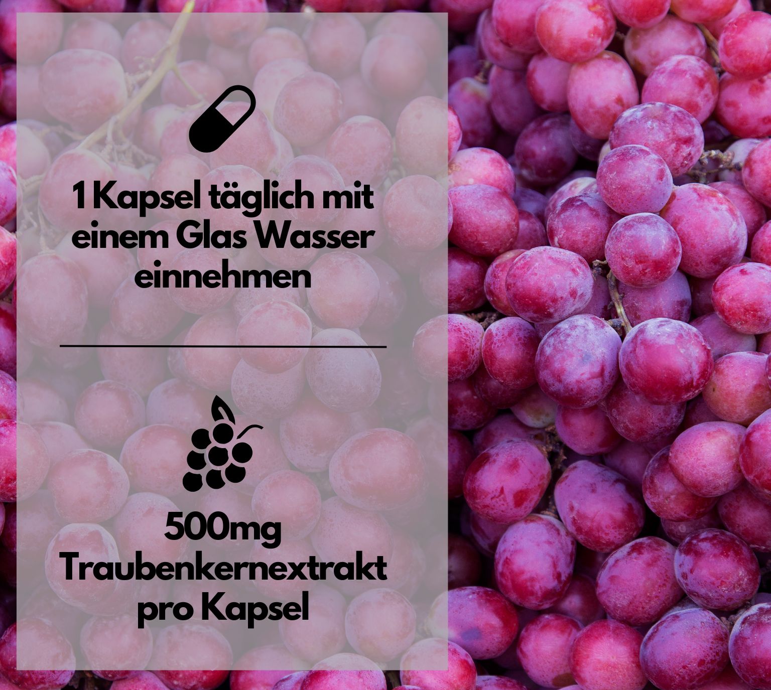 Text mit Informationen zur Einnahme von OPC Traubenkernextrakt Kapseln. 1 Kapsel täglich mit Wasser. 500mg Traubenkernextrakt pro Kapsel.