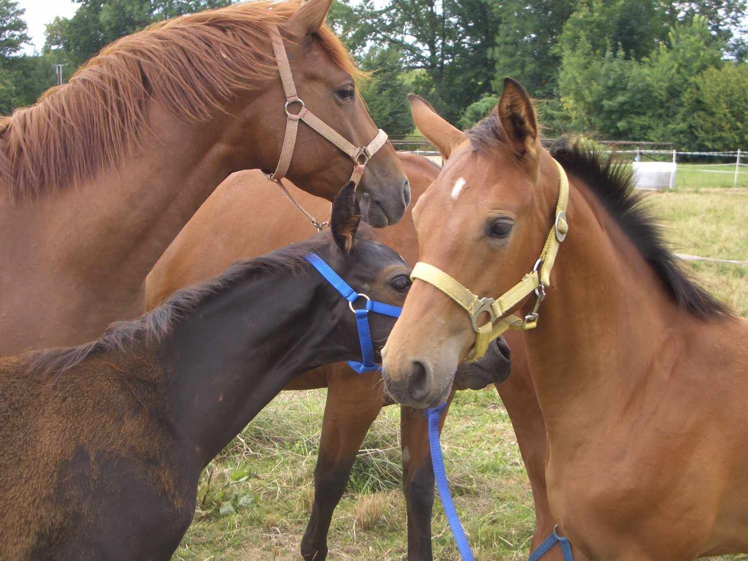 ECO Anbindestrick Anbindeseil Führstrick Führleine mit silberfarbenen Karabiner