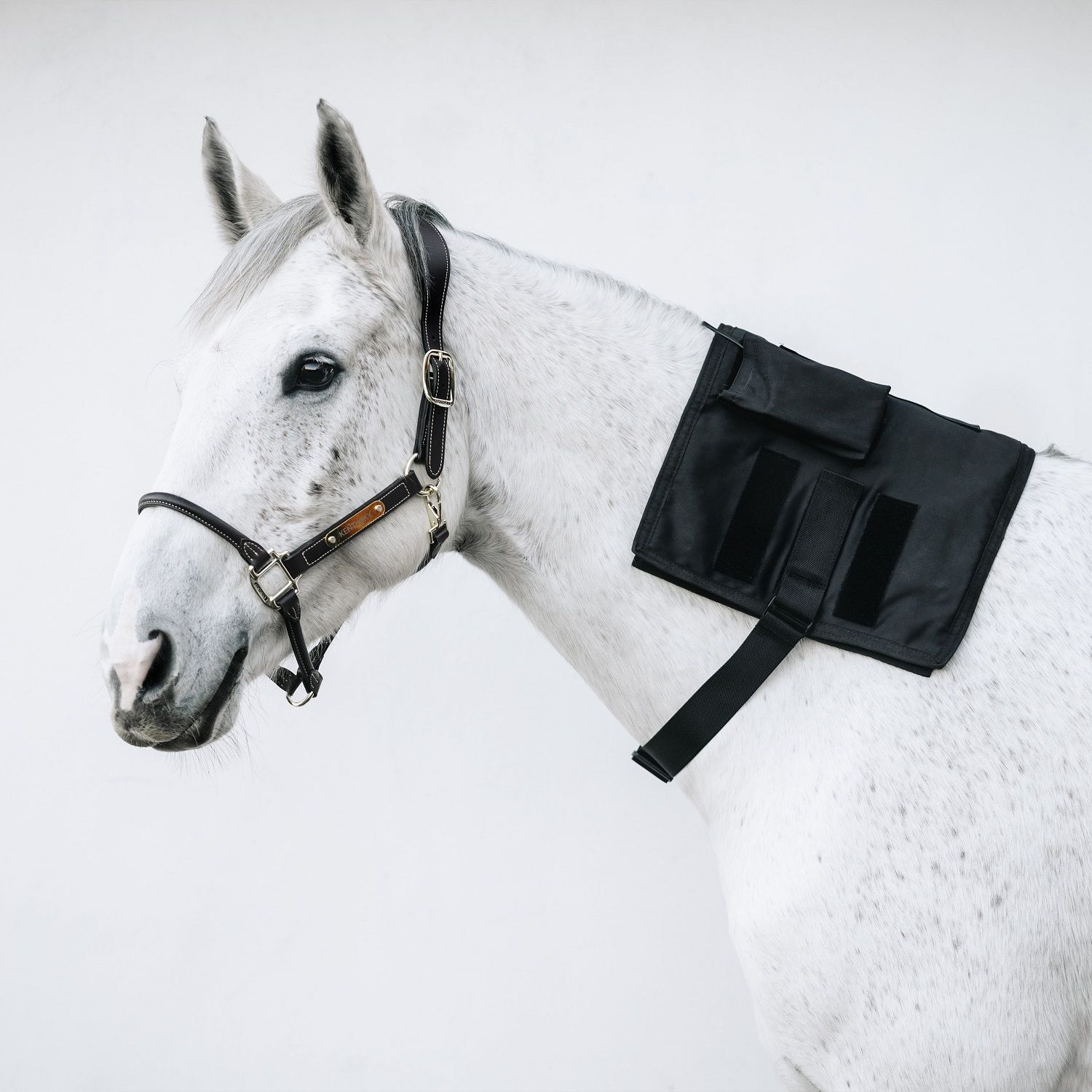 Schwarzes, verstellbares Band am Hals eines weißen Pferdes. Das Band umschließt den Hals und die Brust des Pferdes. Der Hintergrund ist weiß.