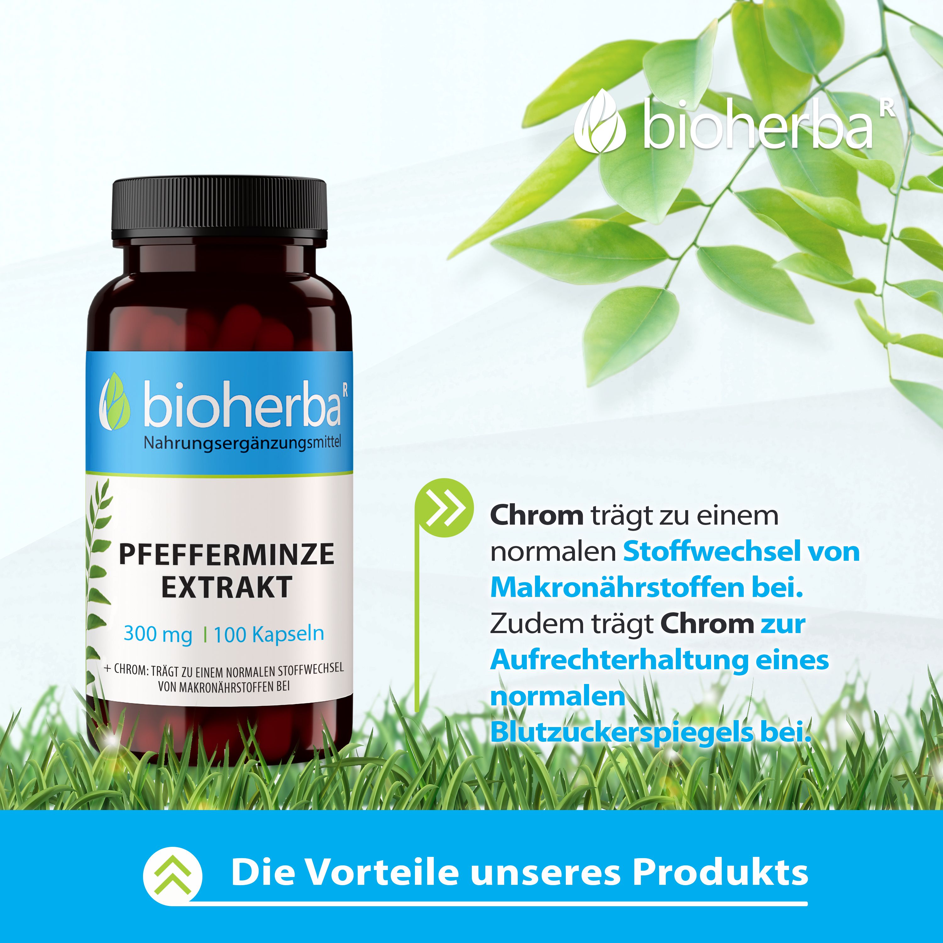 Bioherba Pfefferminze Extrakt Kapseln