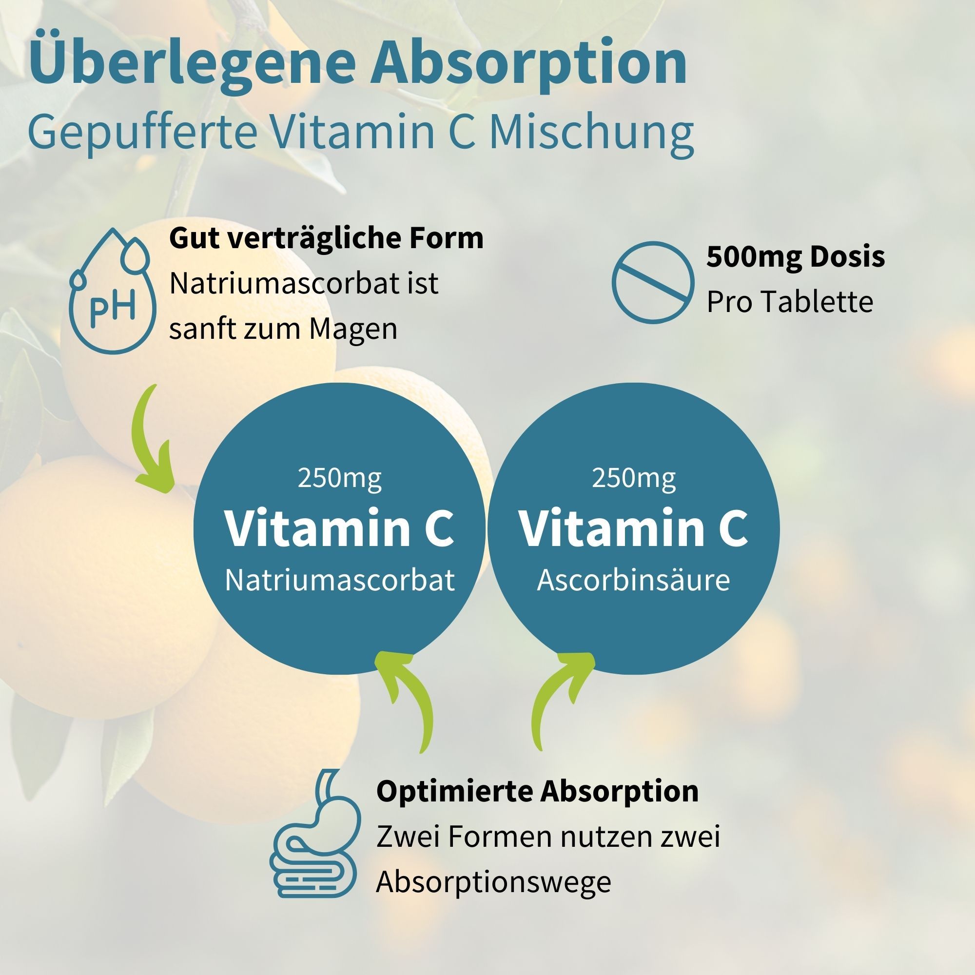Grafik mit Vitamin C Informationen. 250mg Vitamin C Natriumascorbat und 250mg Ascorbinsäure. Optimierte Absorption. Gut verträgliche Form. 500mg Dosis pro Tablette.