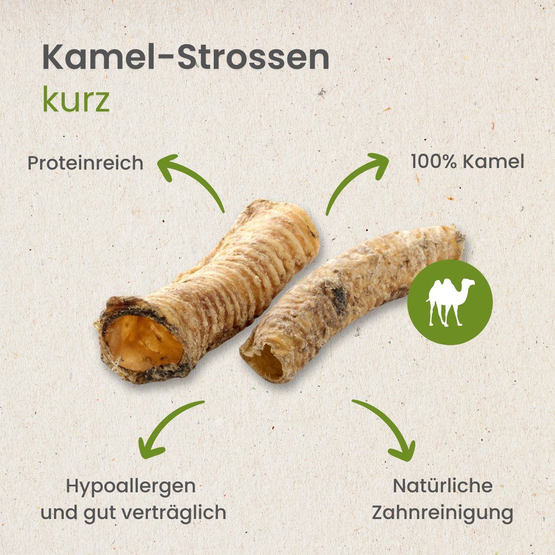 Zwei getrocknete Kamel-Strossen auf weißem Hintergrund.