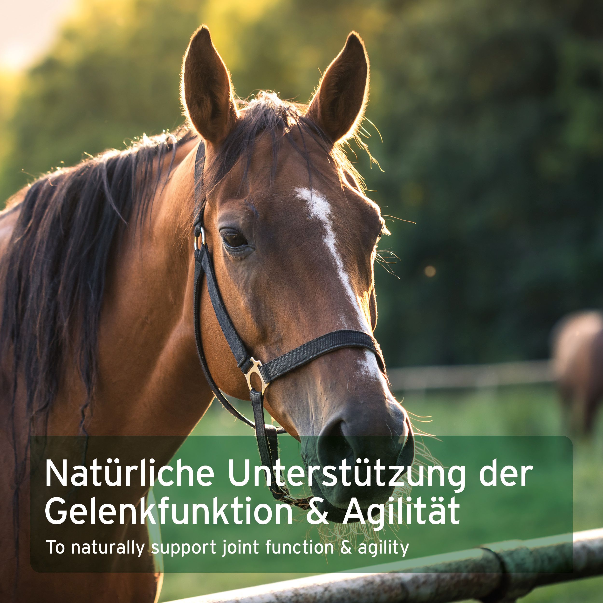 Braunes Pferd auf einer Wiese. Text: Natürliche Unterstützung der Gelenkfunktion & Agilität.