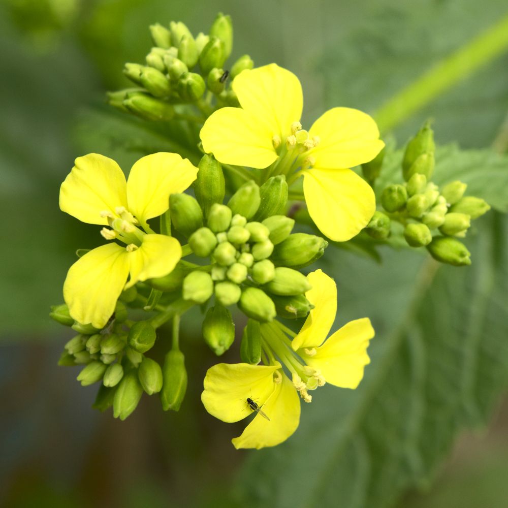 PHI Essences - Mustard Bachblüte Nr. 21