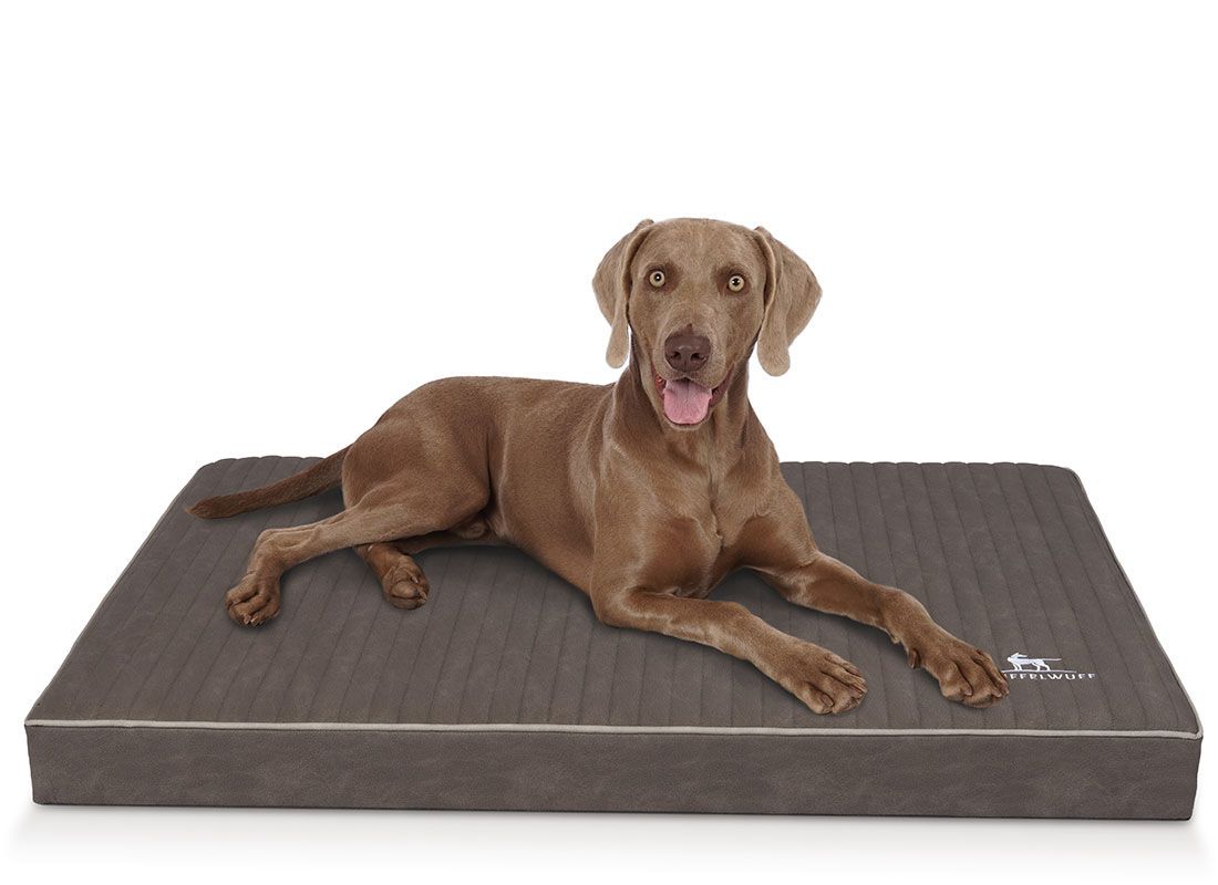 Hund liegt auf orthopädischer Hundematte. Matte rechteckig, braun, mit weißem Rand und Logo.
