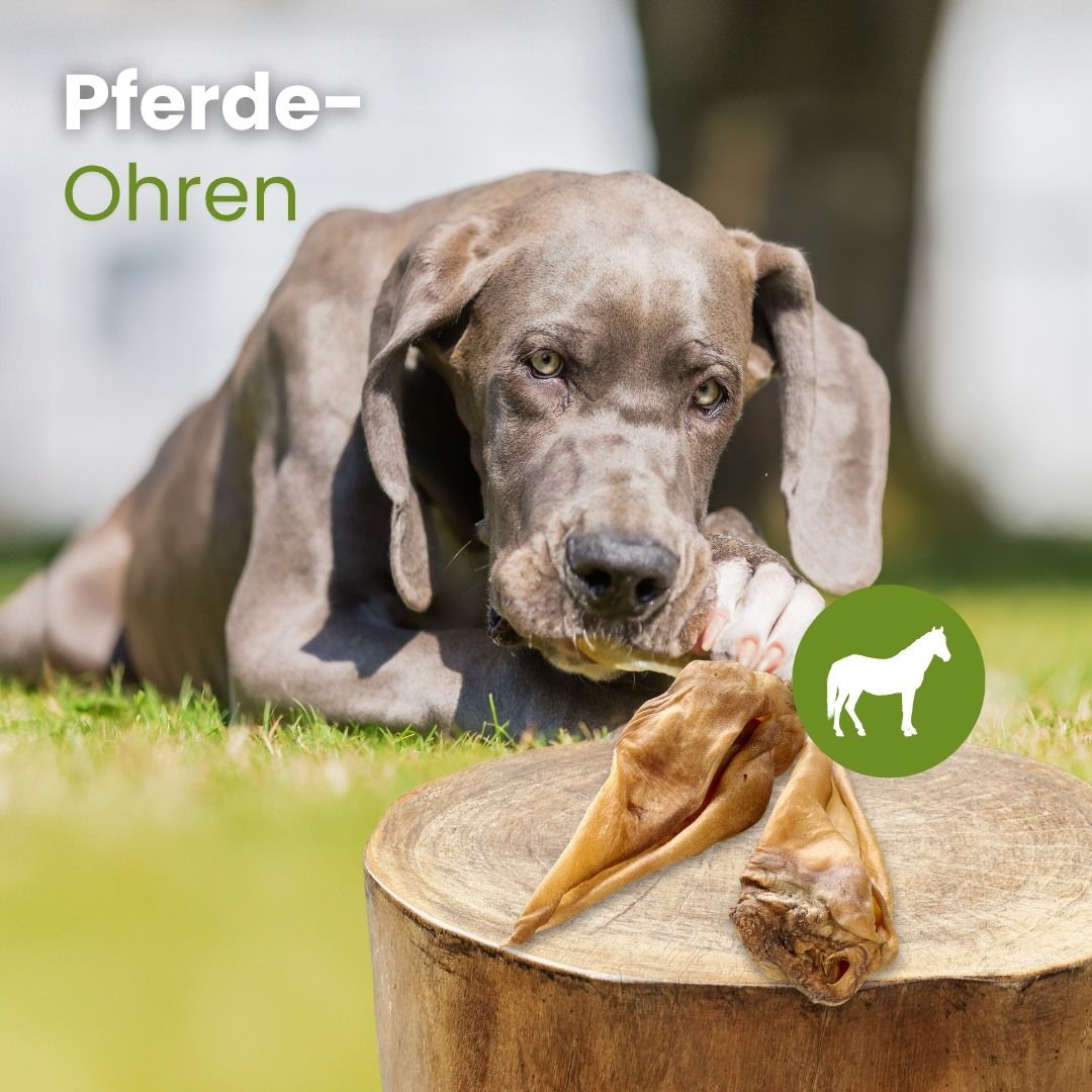 Zwei getrocknete Pferdeohren liegen auf einem Holzstamm. Ein Hund kaut im Hintergrund.