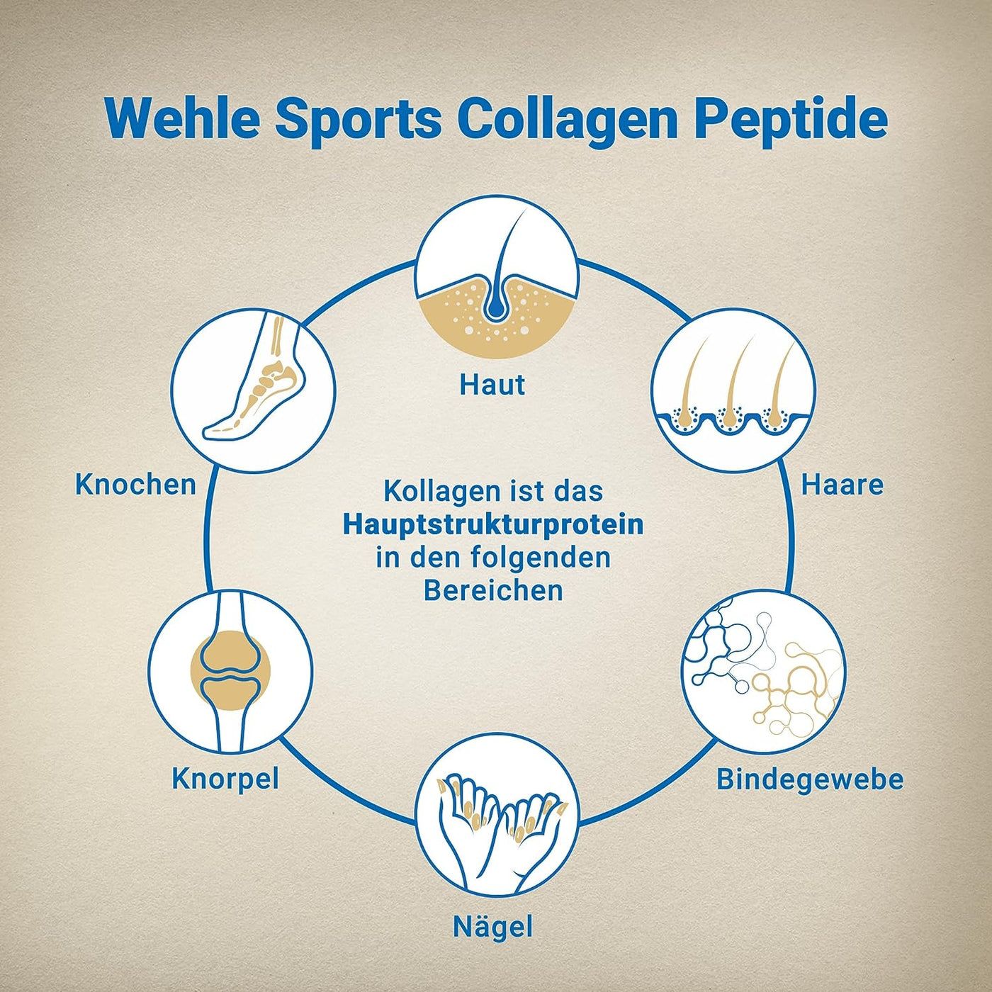 Kollagen Pulver - Premium Collagen Hydrolysat Peptide von Wehle Sports 500 g