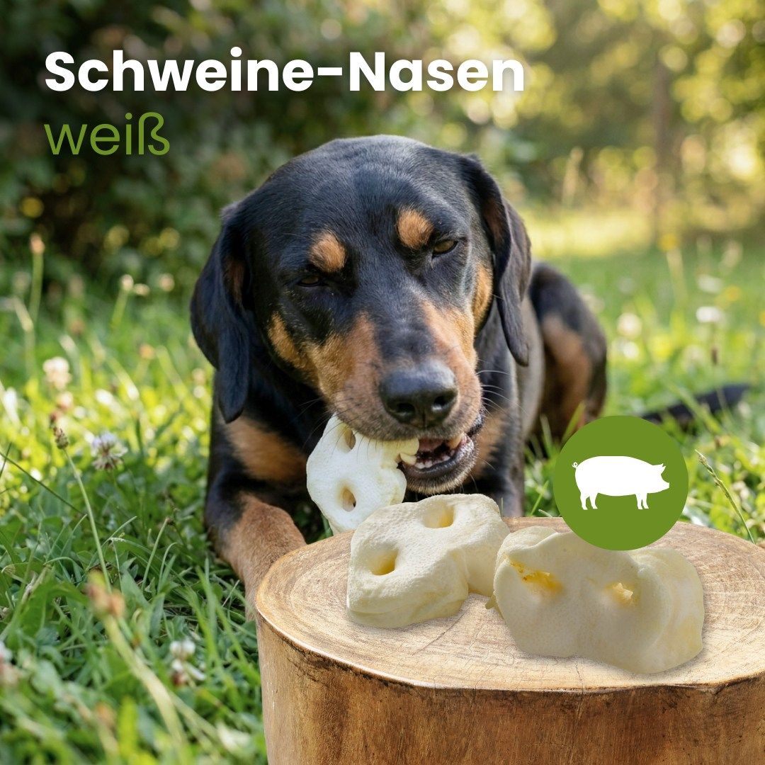 Zwei getrocknete Pferdeohren, hellbraun und natürlich geformt.