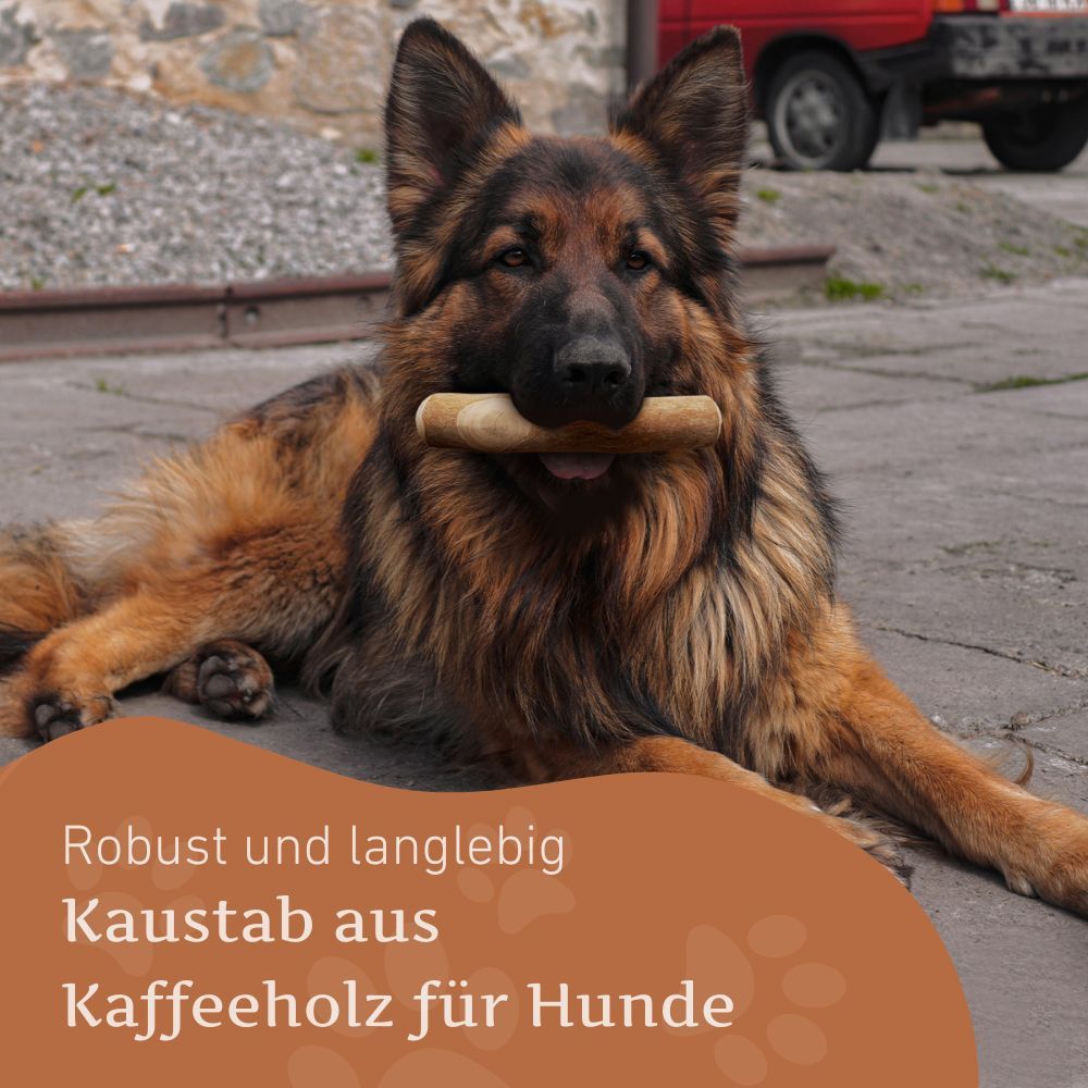 Hund mit Kaustab im Maul.  Text: Robuster Kaustab aus Kaffeeholz für Hunde.  Hintergrund: Pflastersteine.