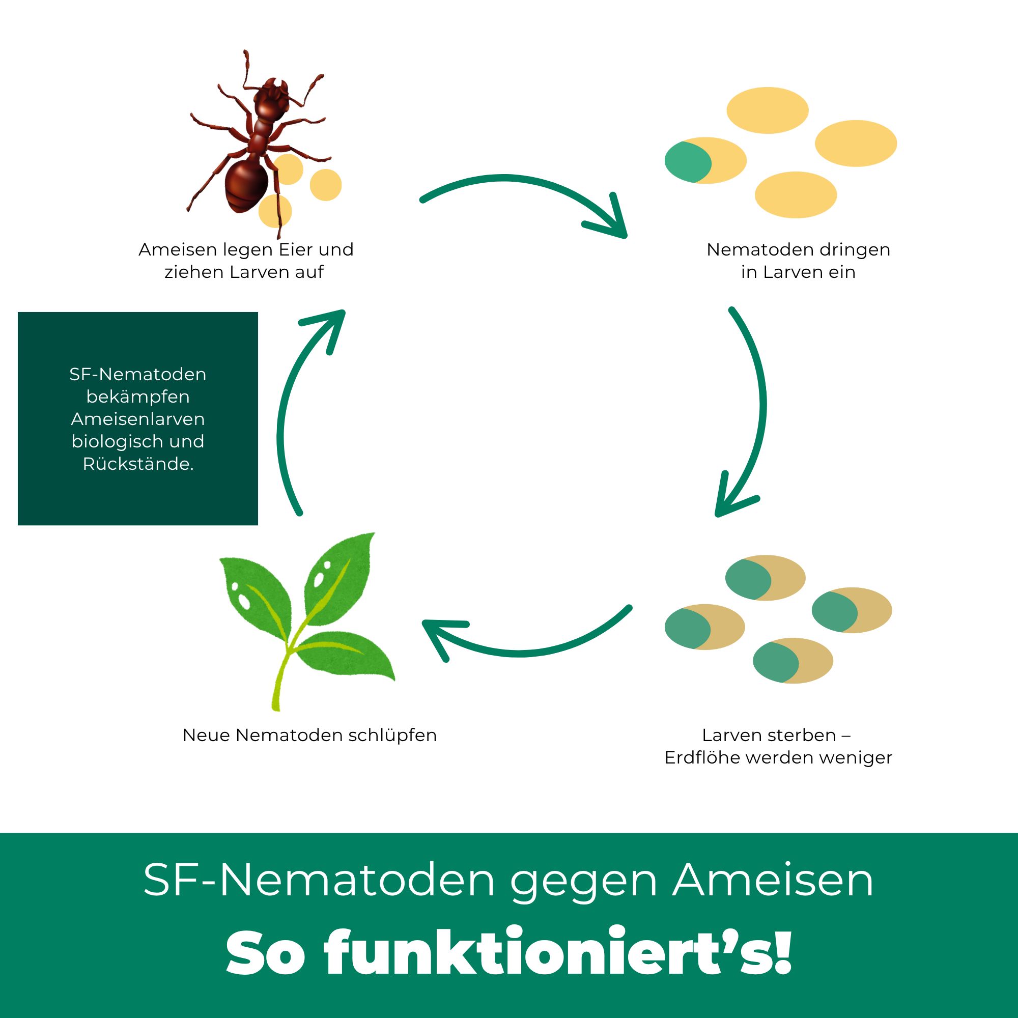 SILBERKRAFT SF Nematoden gegen Ameisen 10 Mio