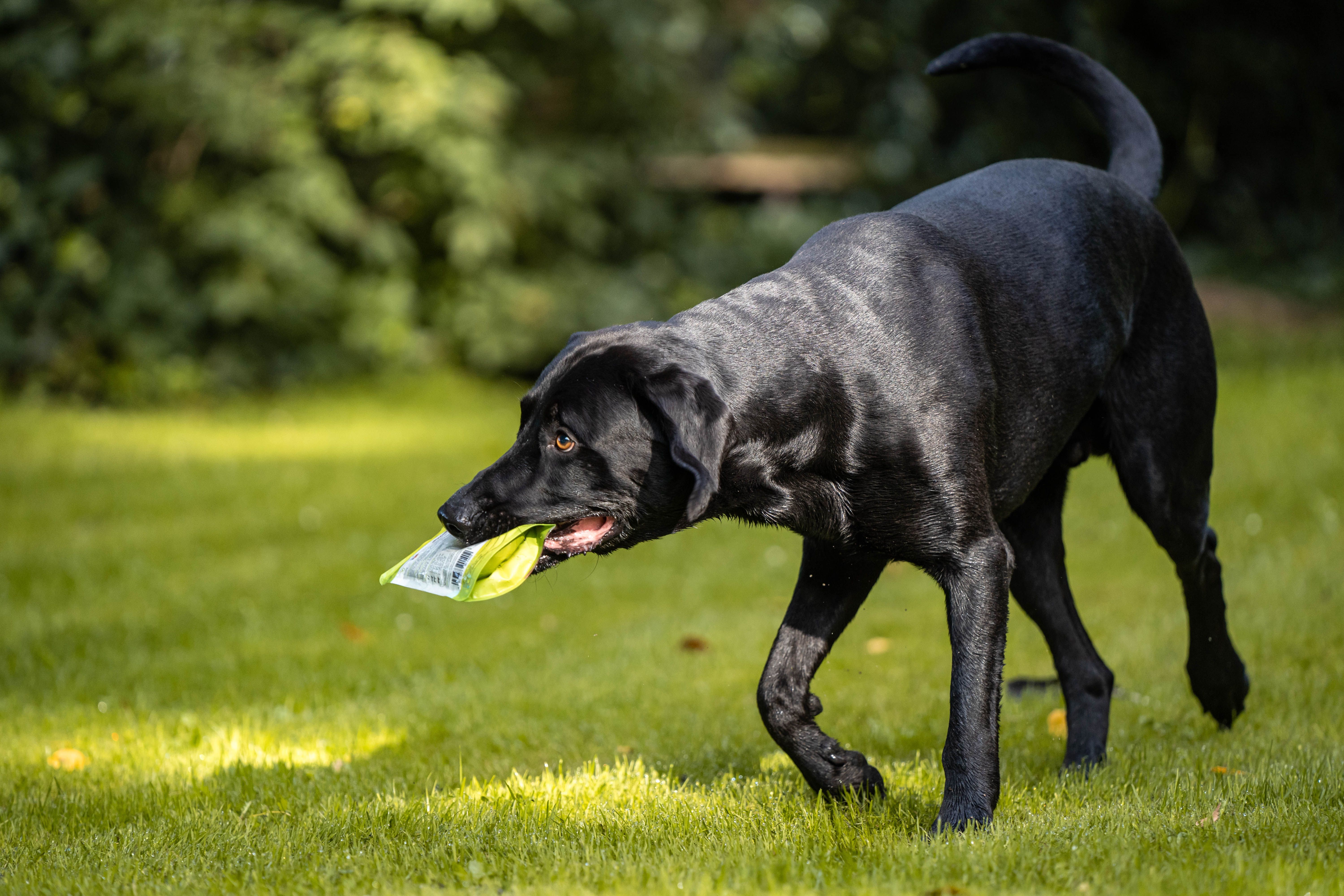 Schwarzer Hund trägt eine grüne Tüte im Maul auf einer Wiese. Hintergrund: grünes Gras und Bäume.