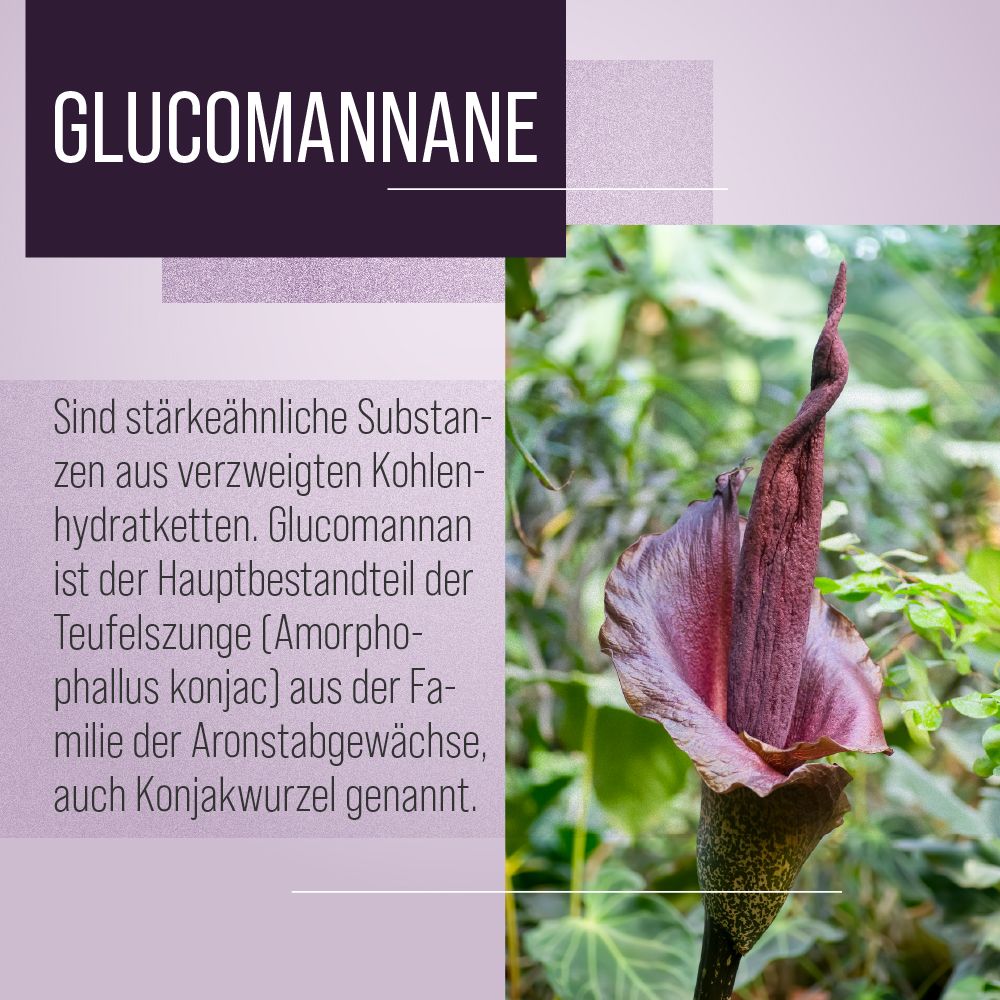 Nahaufnahme einer Konjakblüte. Text erklärt Glucomannan als Hauptbestandteil der Teufelszunge (Amorphophallus konjac).