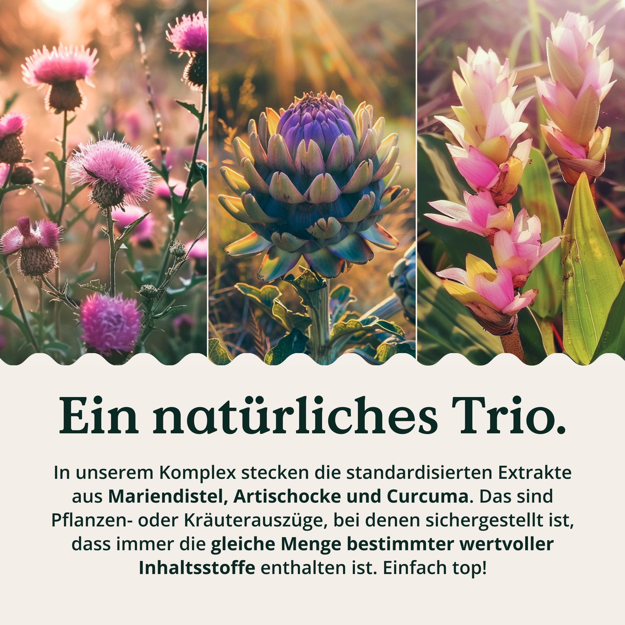 Drei Nahaufnahmen von Pflanzen: Mariendistel, Artischocke und Kurkuma. Text: Ein natürliches Trio. Standardisierte Extrakte.