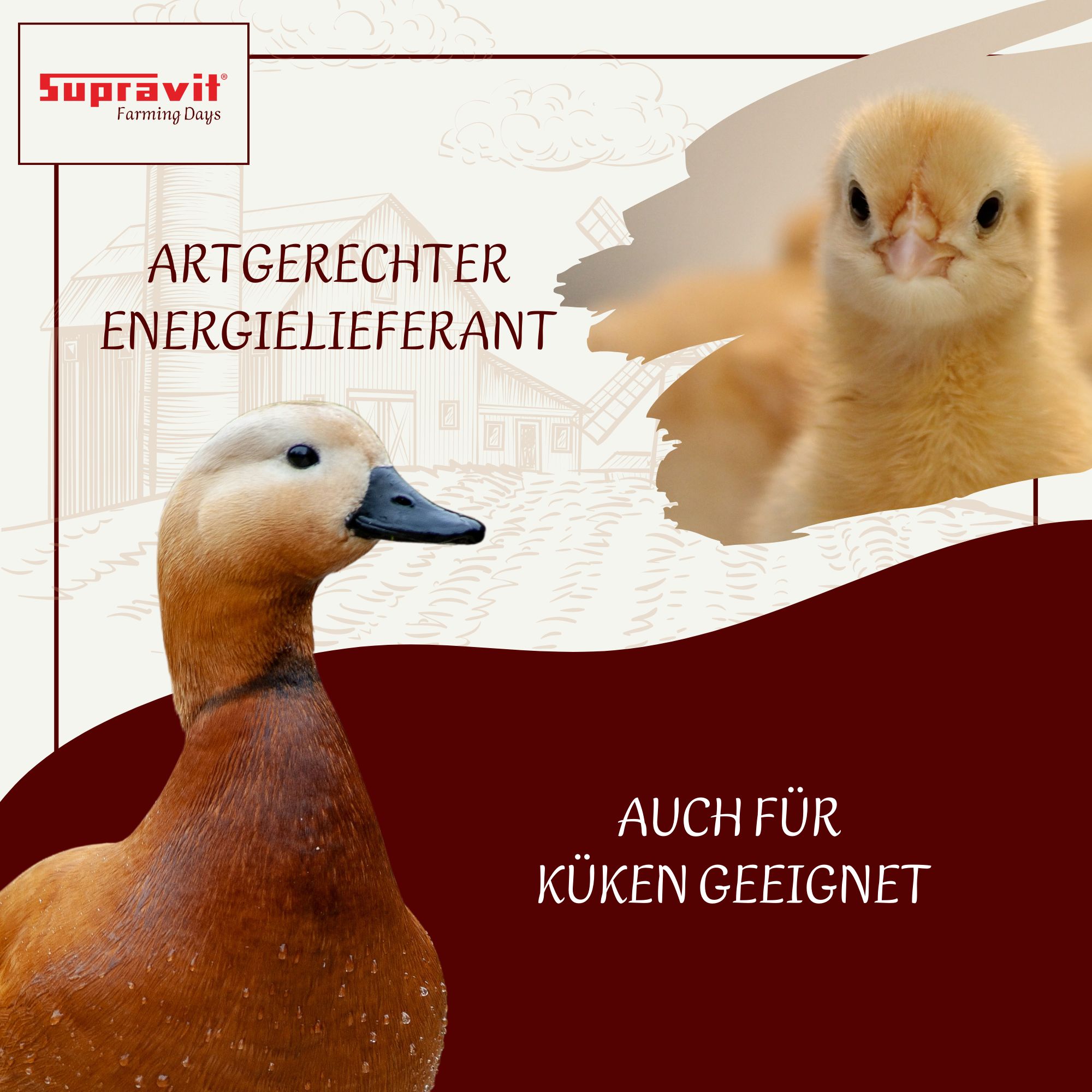 Supravit Braugerste - Energiereiches Ergänzungsfutter für Hühner & Tauben