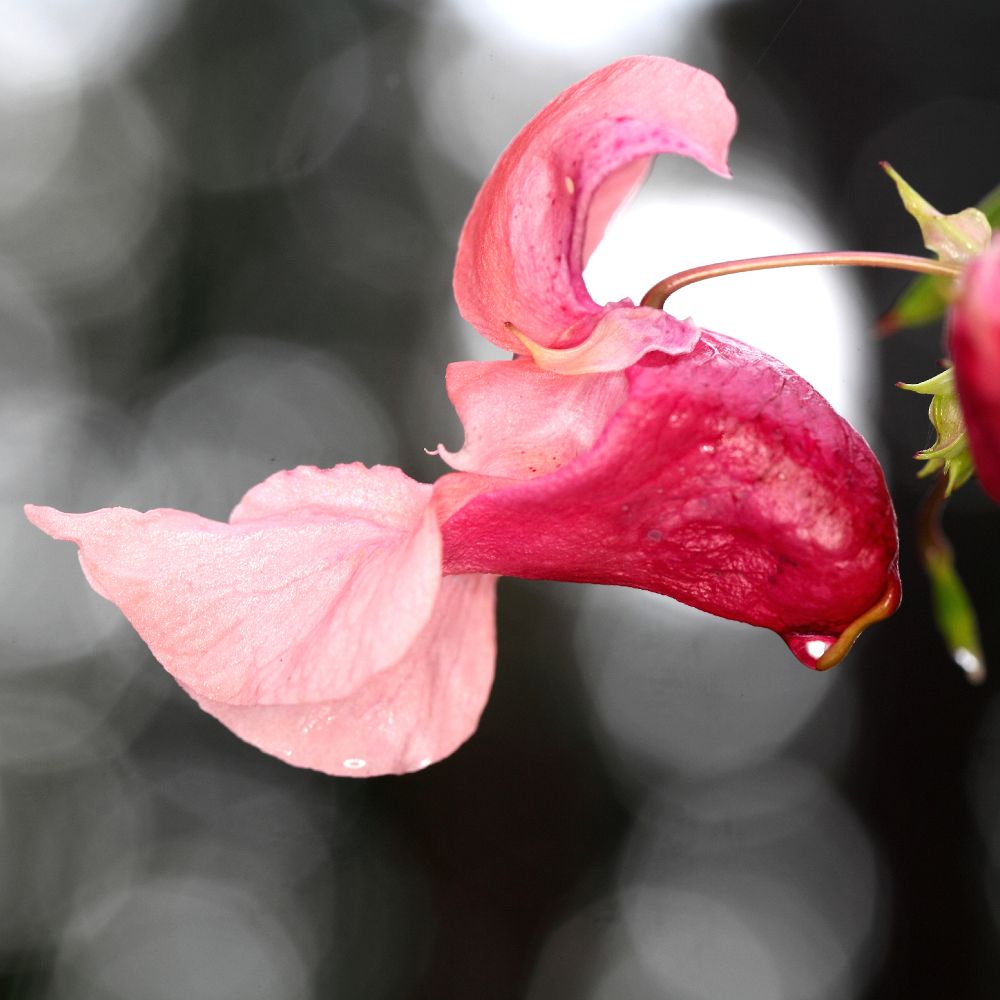 Nahaufnahme einer rosa-roten Impatiens-Blüte mit Wassertropfen. Unscharfer Hintergrund.