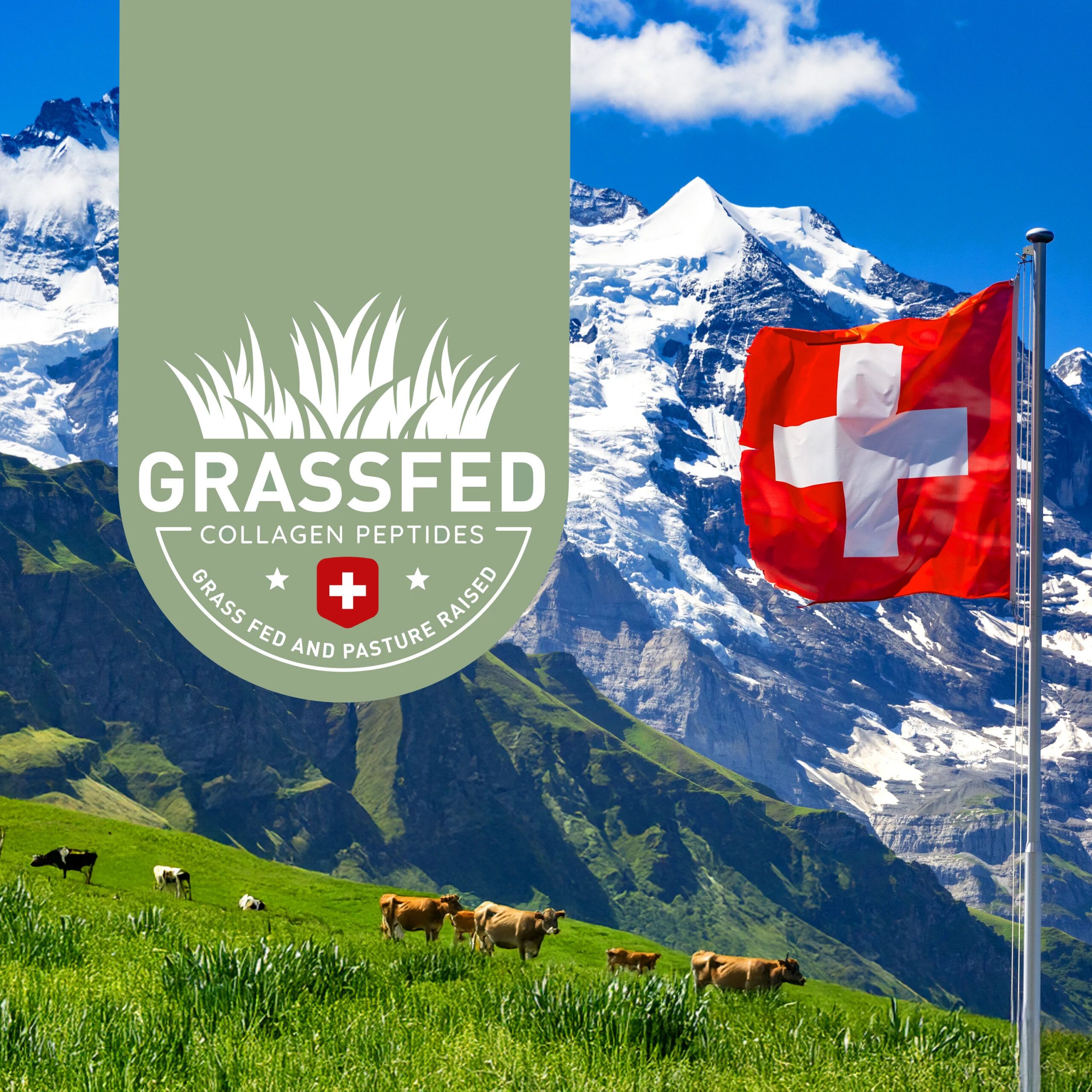 Berglandschaft mit Schweizer Flagge und Kühen. Symbolisiert "Grassfed Collagen Peptides" aus Schweizer Alpen.