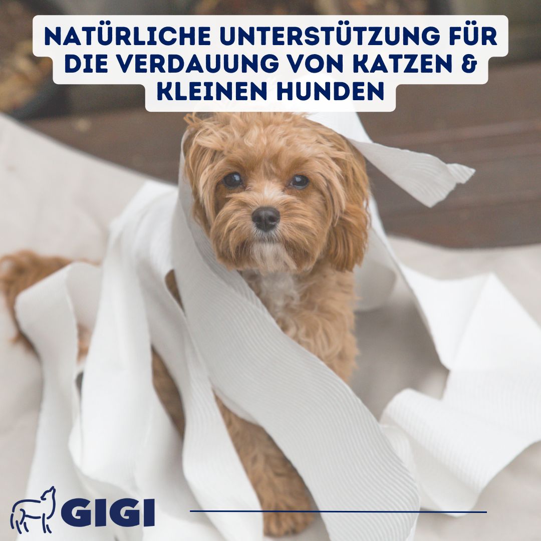 GIGI VET Magen & Darm Komfort Für kleine Hunde und Katzen