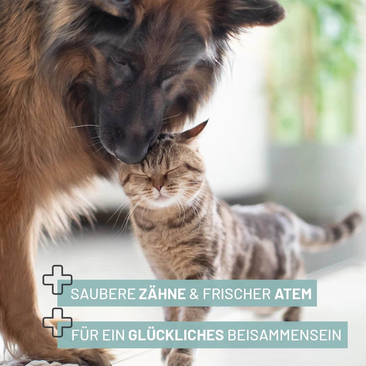 Hund und Katze kuscheln. Text: Saubere Zähne & frischer Atem. Für ein glückliches Beisammensein.